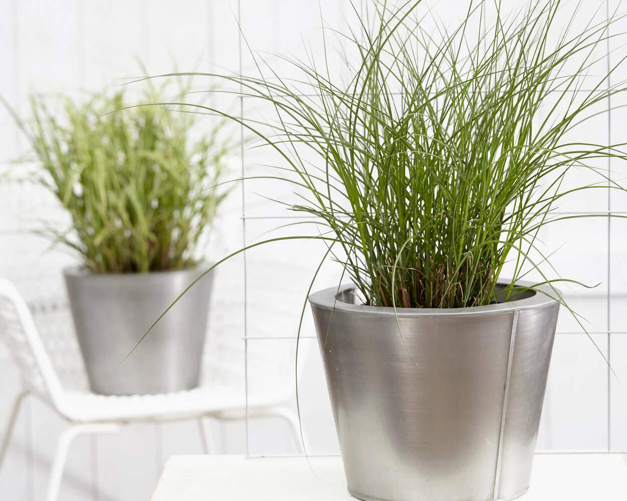 Miscanthus 'Gracillimus' - Image 6