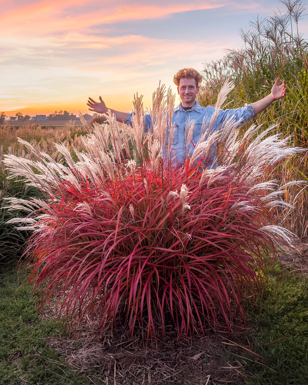 Miscanthus 'Lady in Red' - Image 2