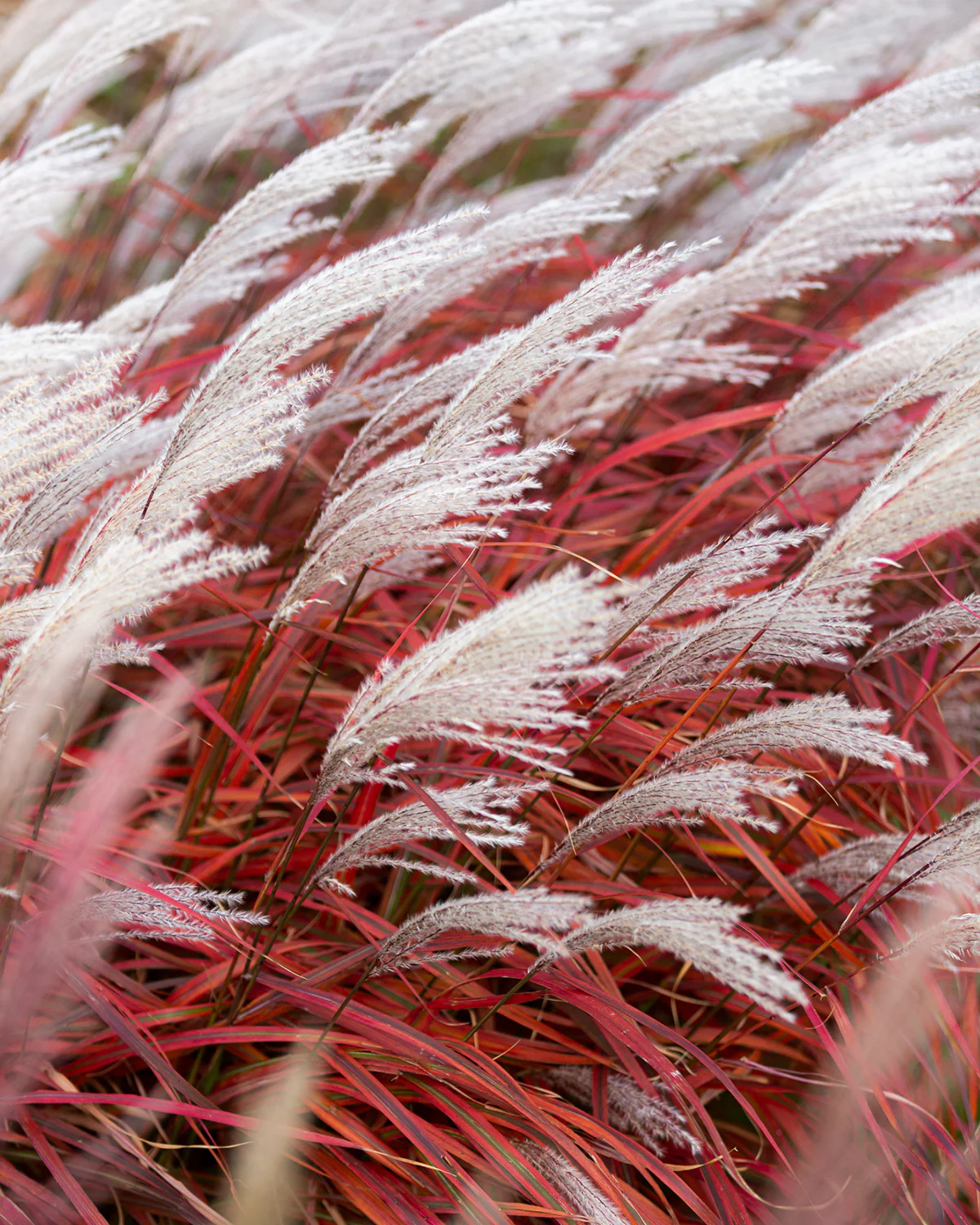 Miscanthus 'Lady in Red' - Image 3