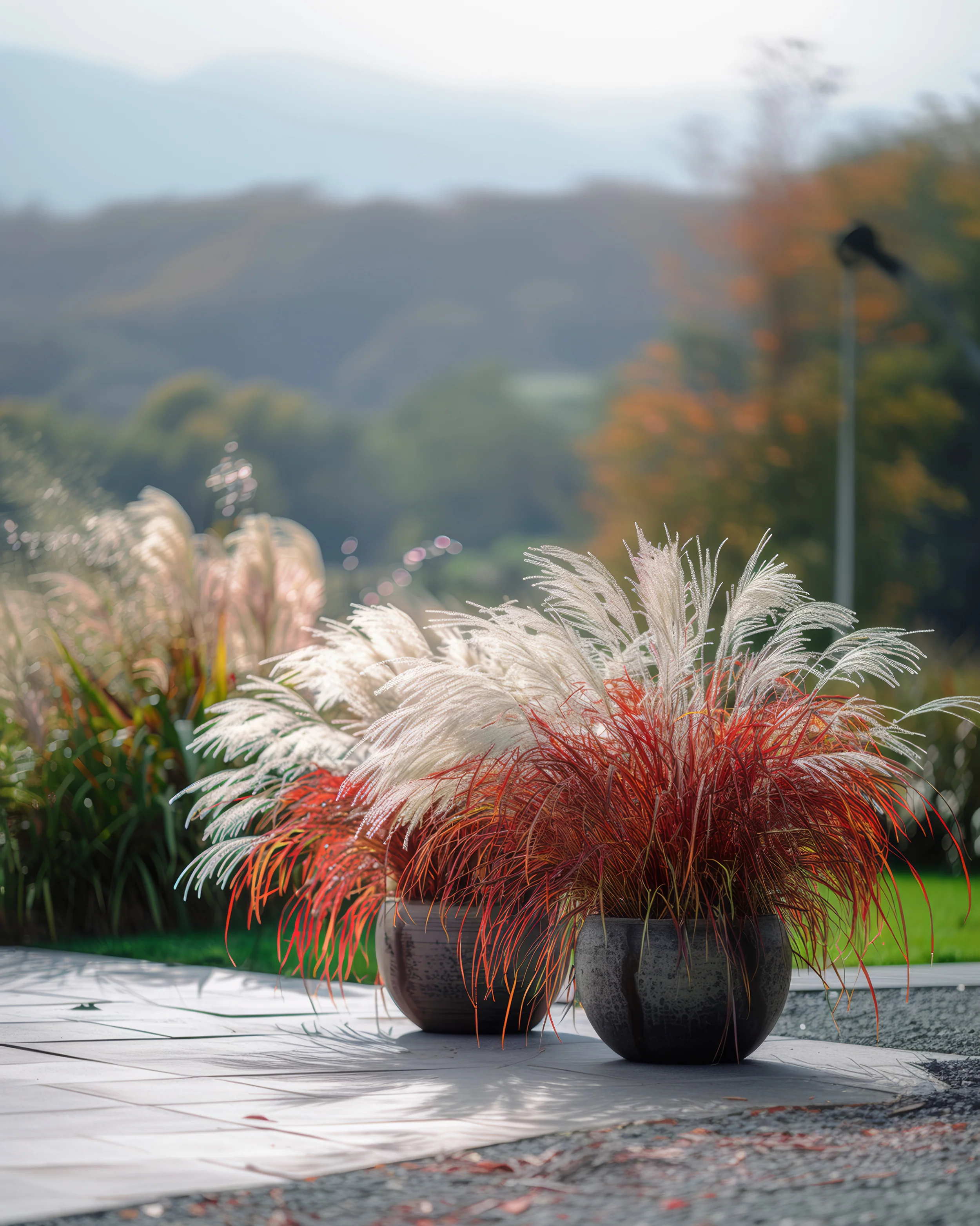 Miscanthus 'Lady in Red' - Image 5