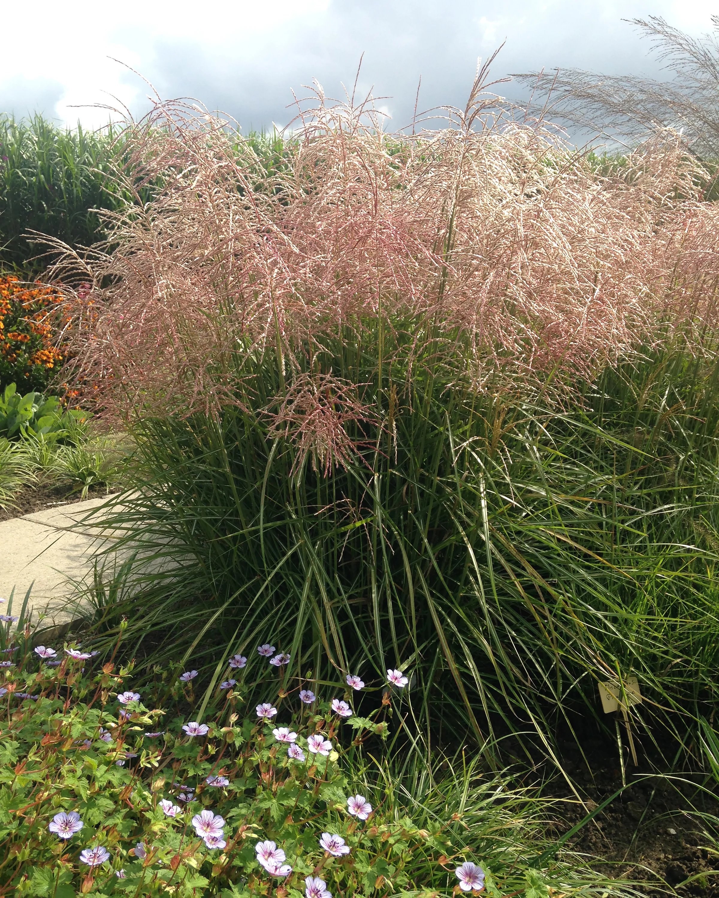 Miscanthus 'Pink Cloud' - Image 2