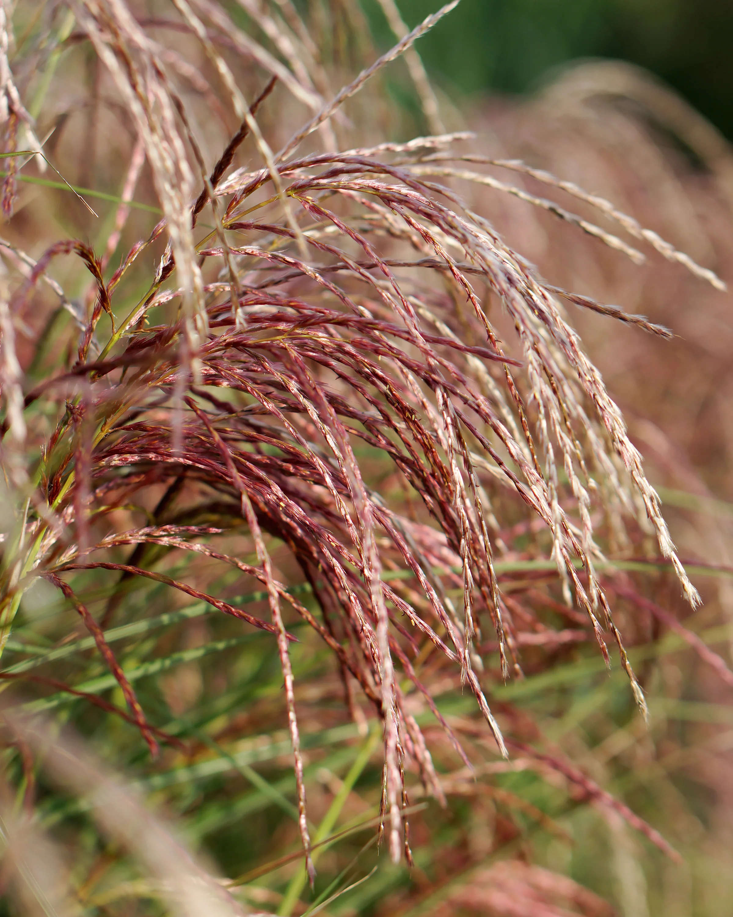 Miscanthus 'Pink Cloud' - Image 3