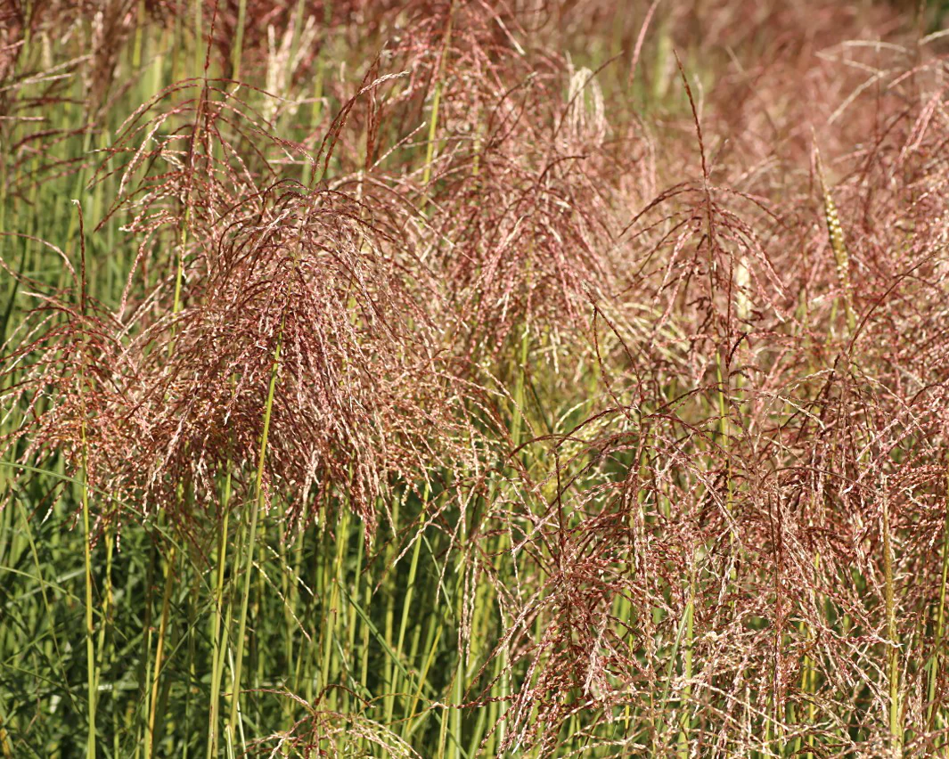 Miscanthus 'Pink Cloud' - Image 7