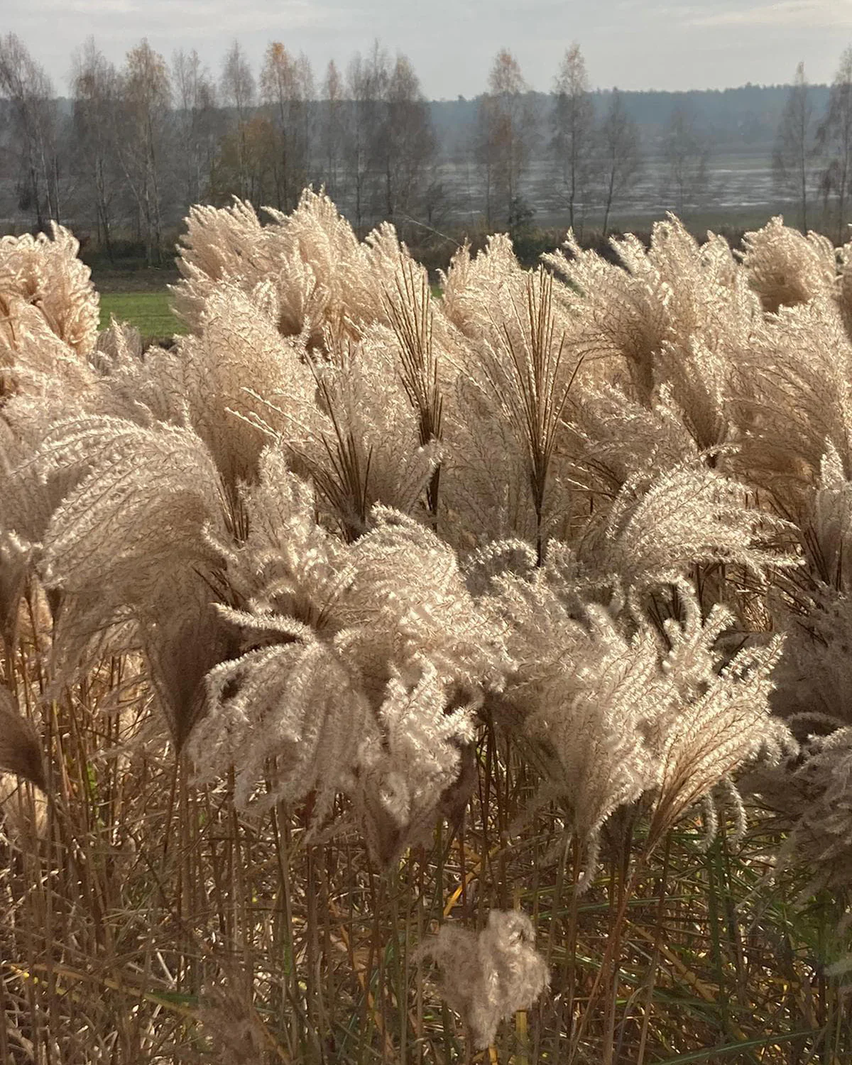 Miscanthus 'Polonus' - Image 11