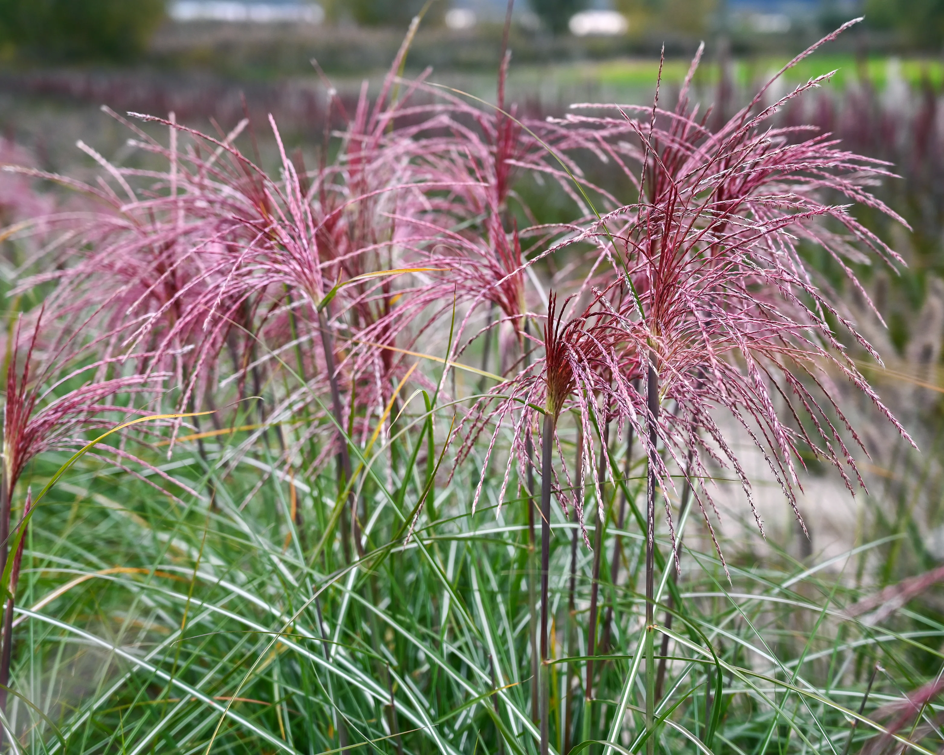 Miscanthus 'Polonus' - Image 2