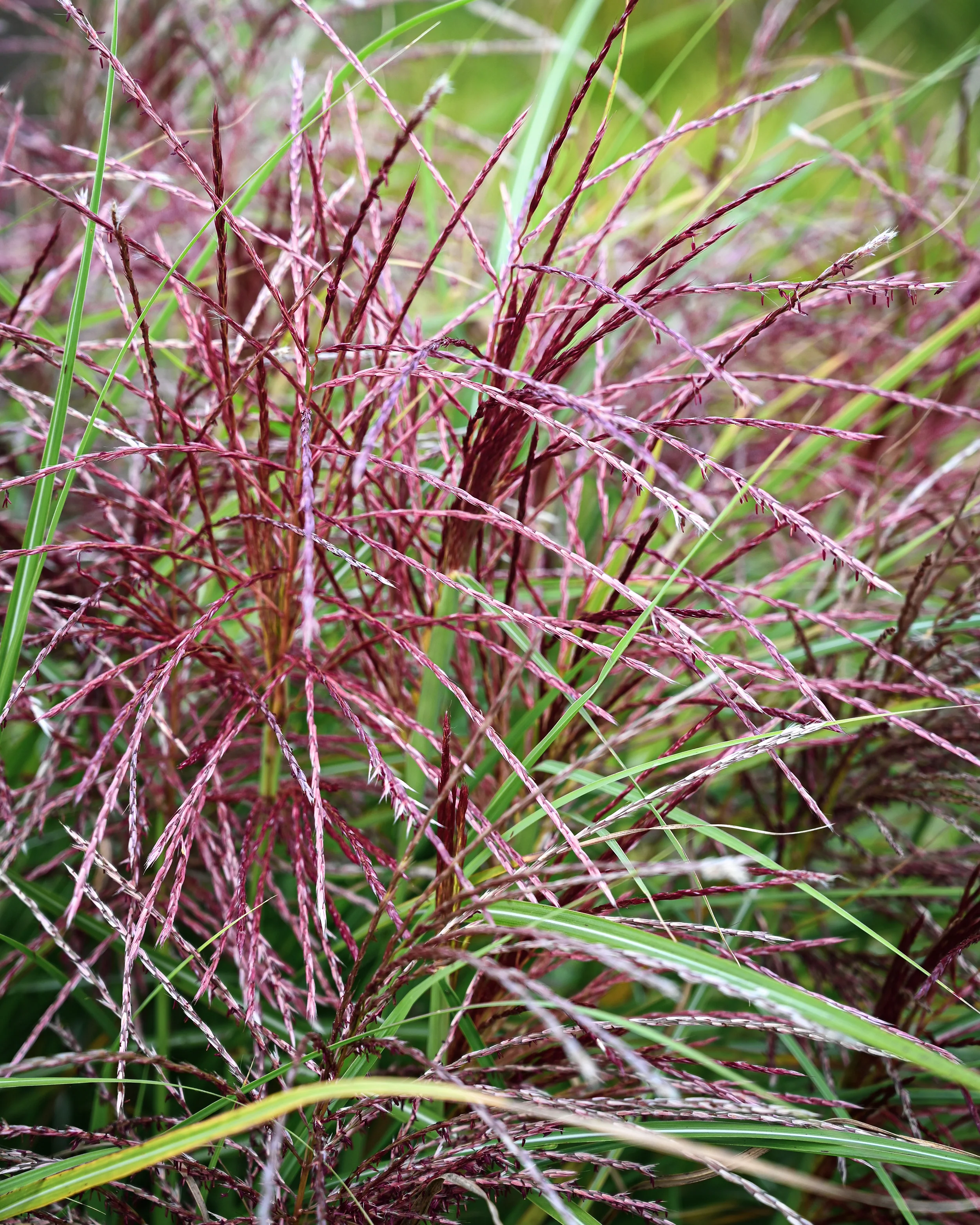 Miscanthus 'Polonus' - Image 4