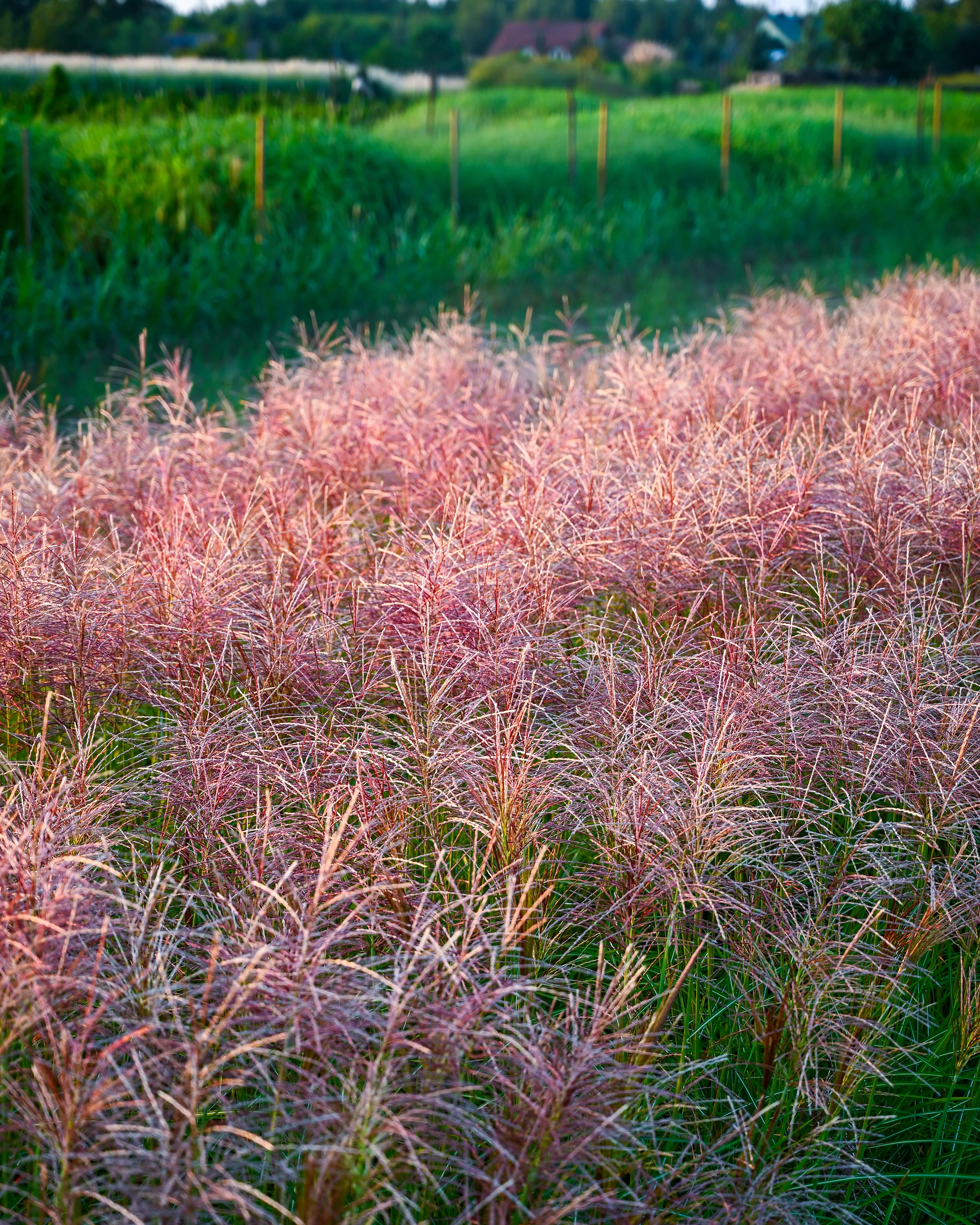 Miscanthus 'Polonus' - Image 6