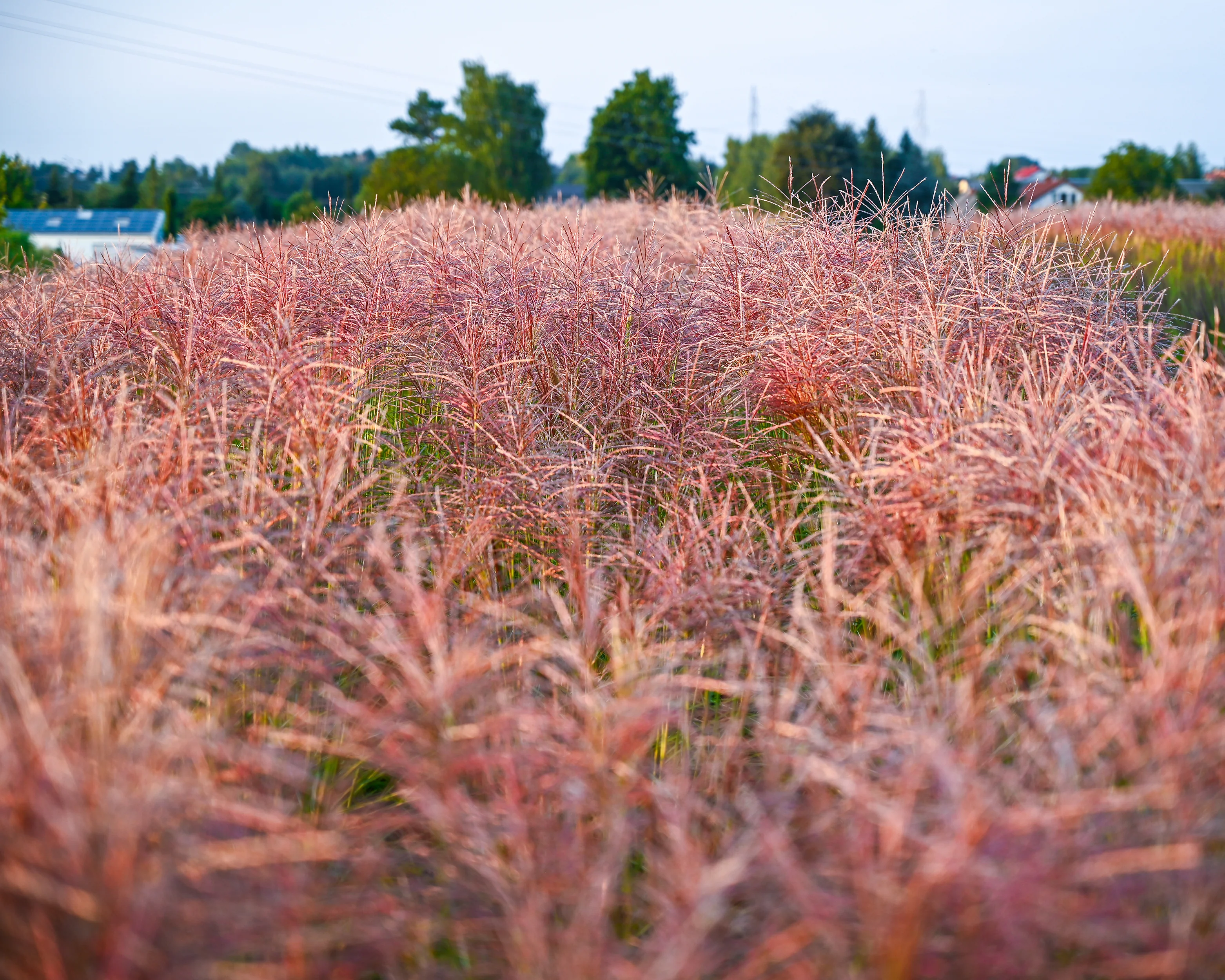 Miscanthus 'Polonus' - Image 7