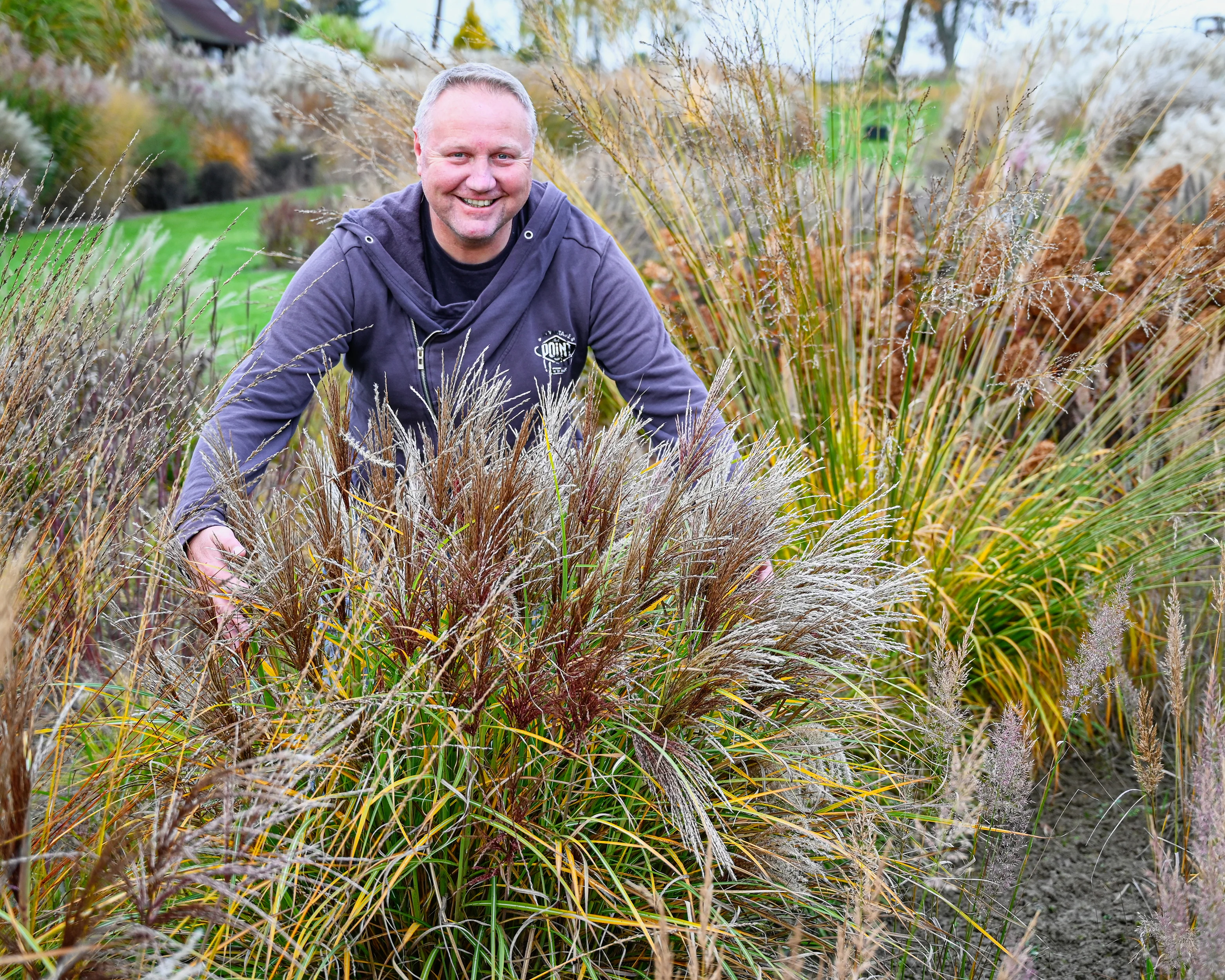 Miscanthus 'Polonus' - Image 8