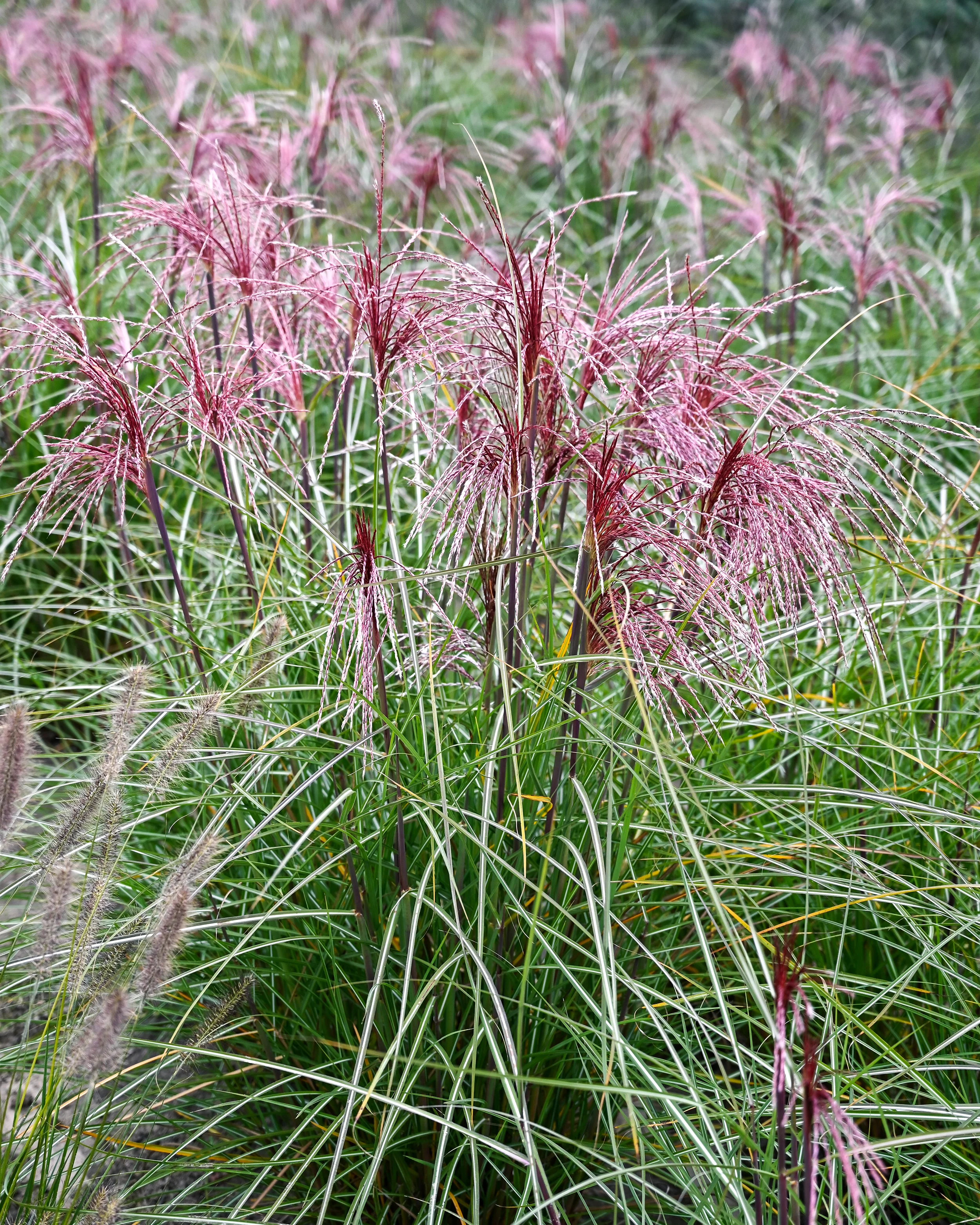 Miscanthus 'Polonus' - Image 9