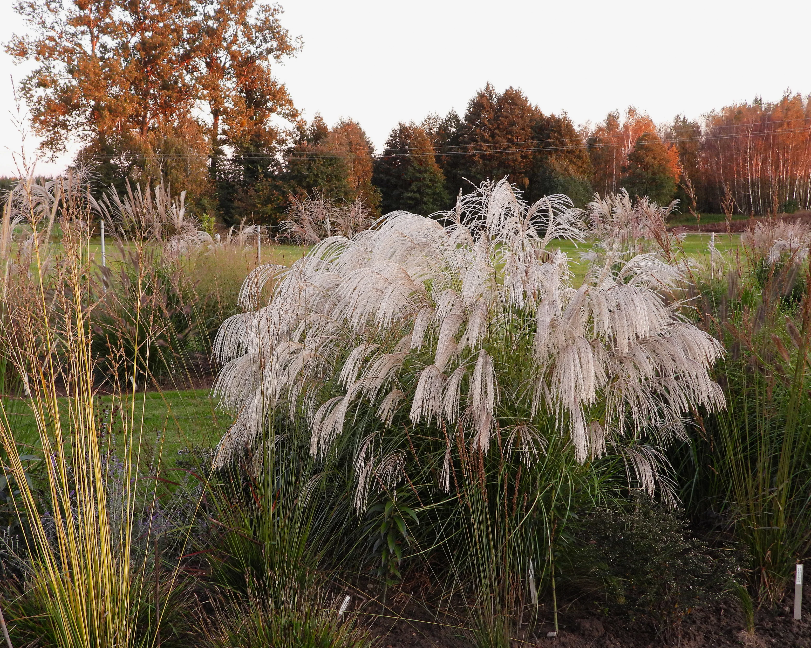 Miscanthus 'Silver Charm' - Image 11