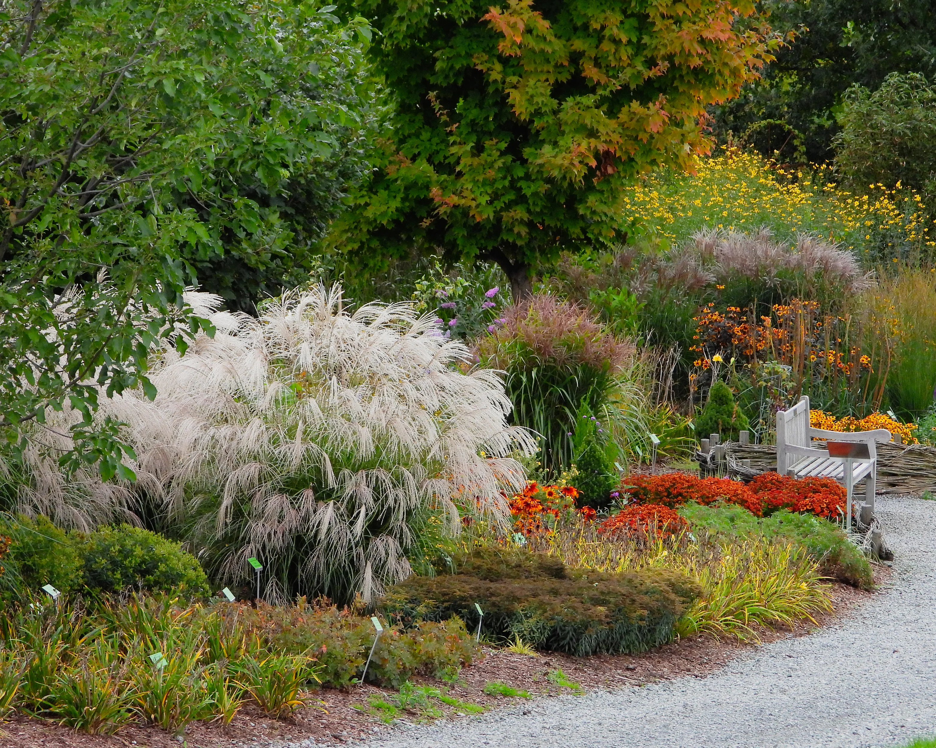 Miscanthus 'Silver Charm' - Image 14