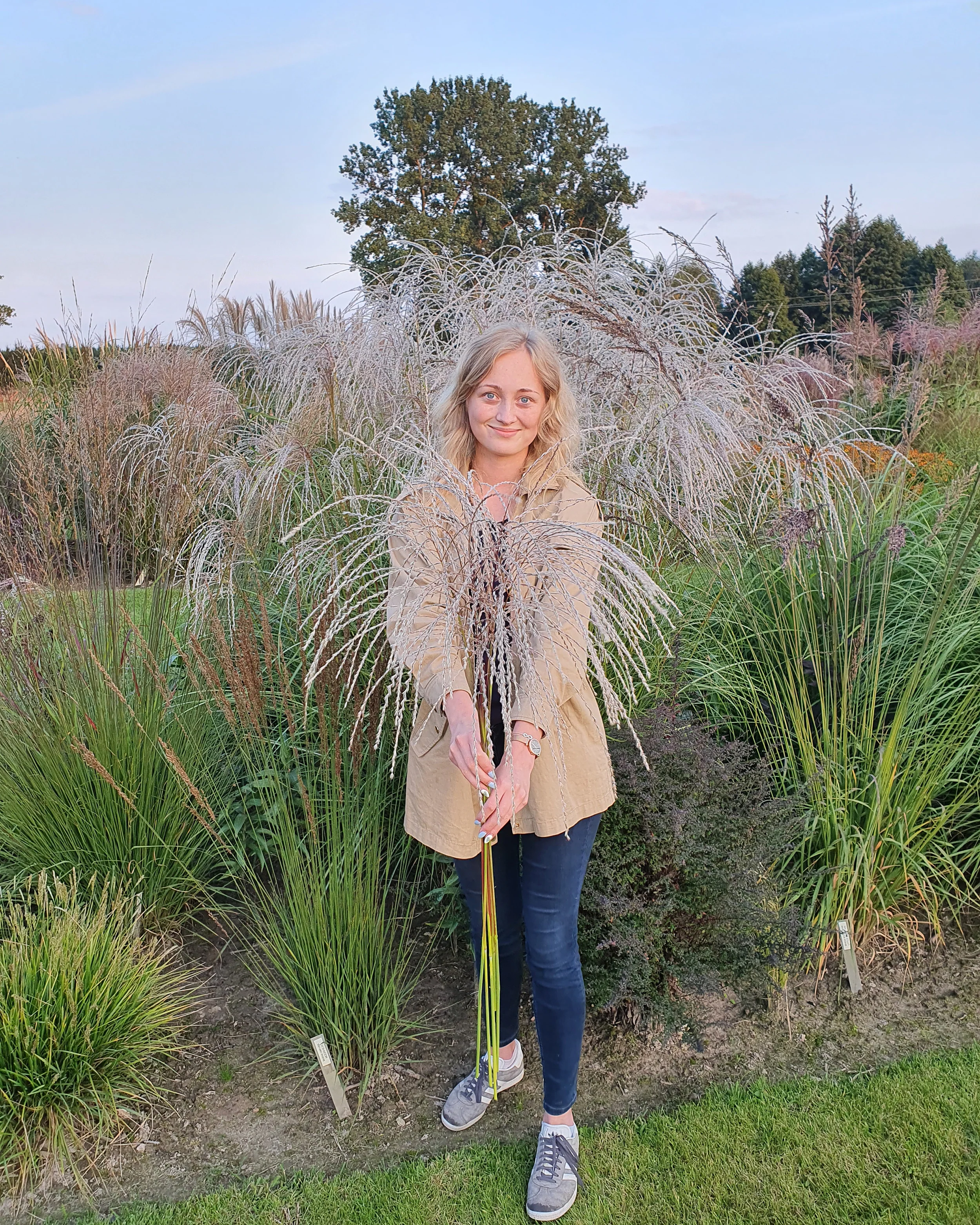 Miscanthus 'Silver Charm' - Image 16