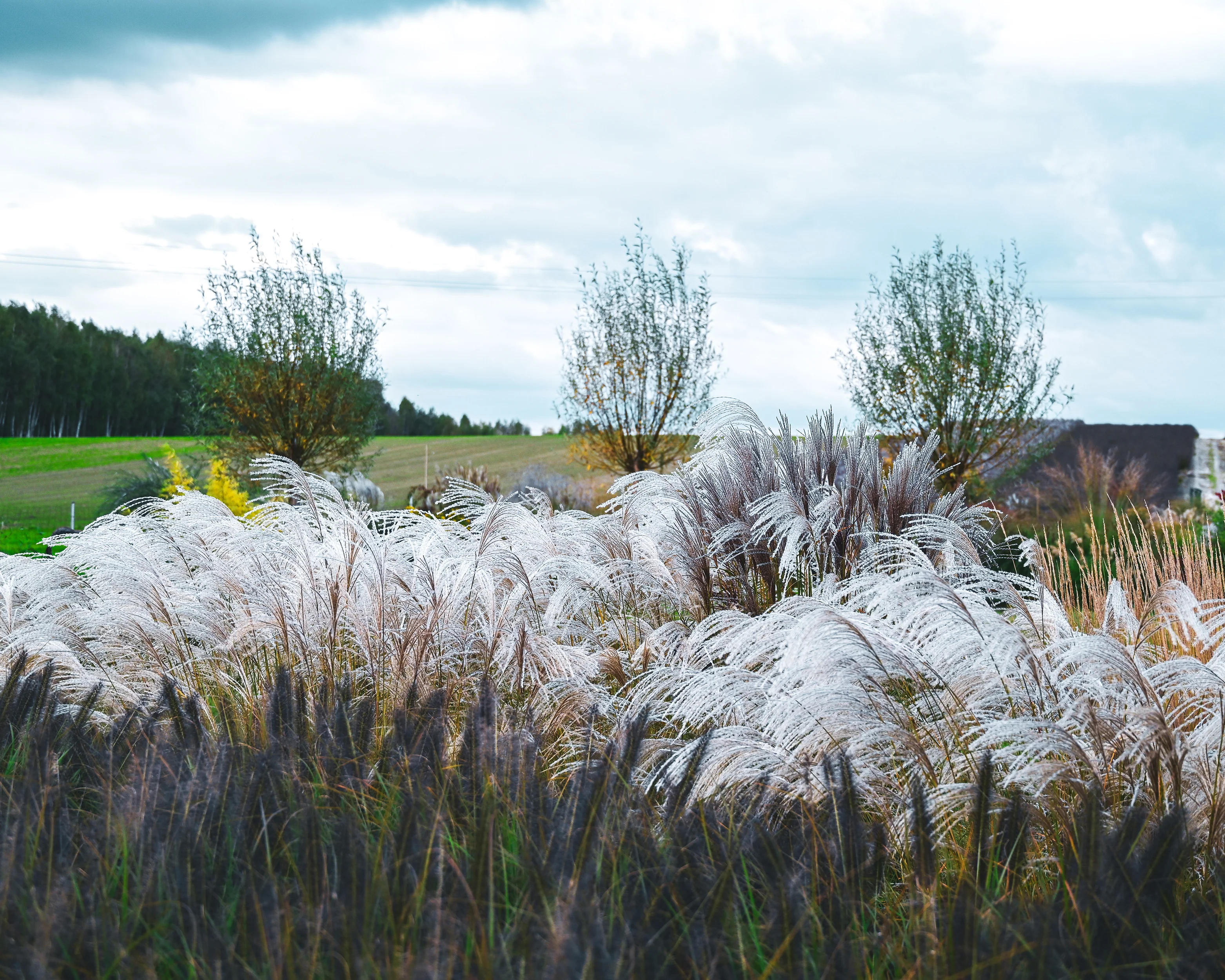Miscanthus 'Silver Charm' - Image 21