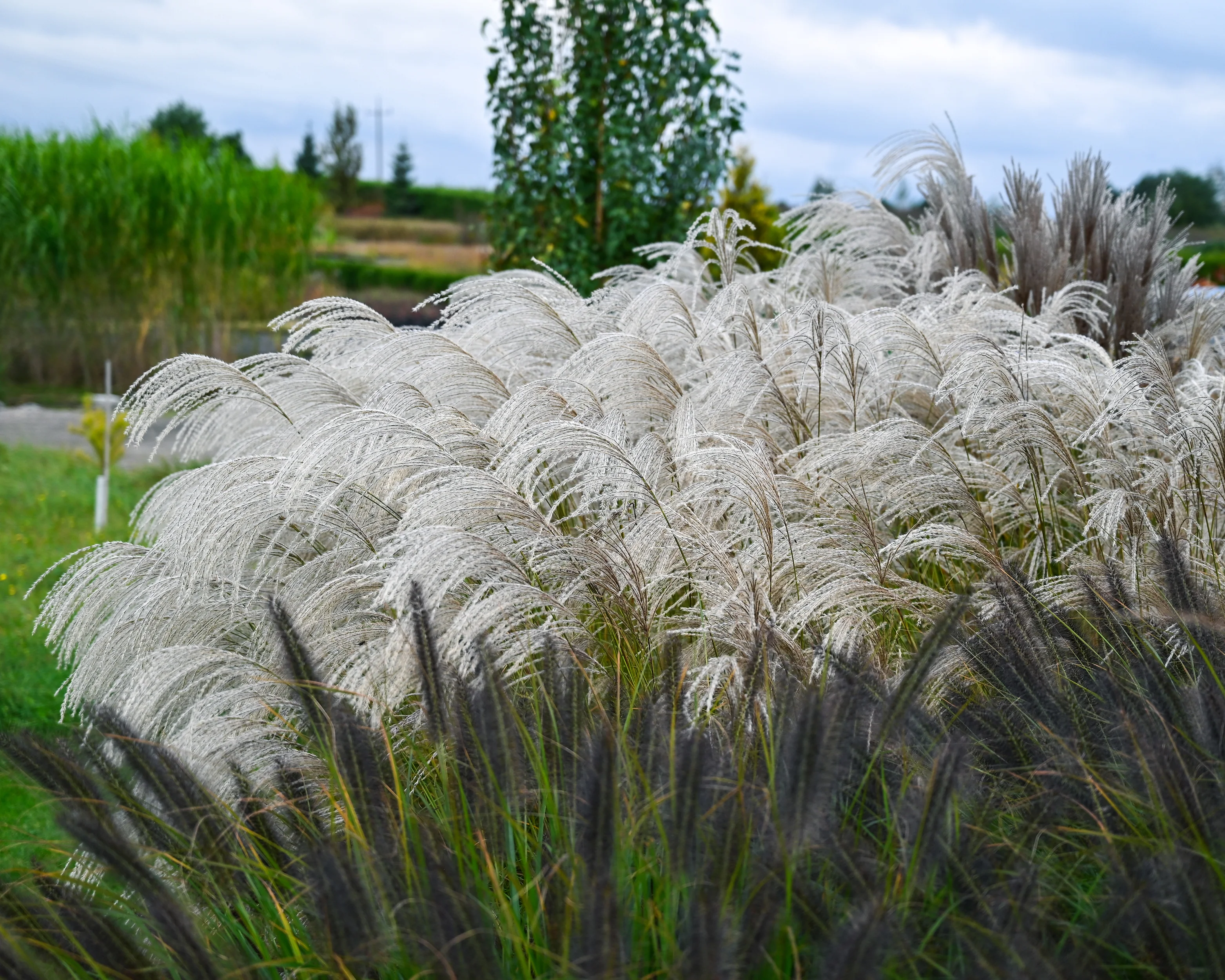 Miscanthus 'Silver Charm' - Image 22