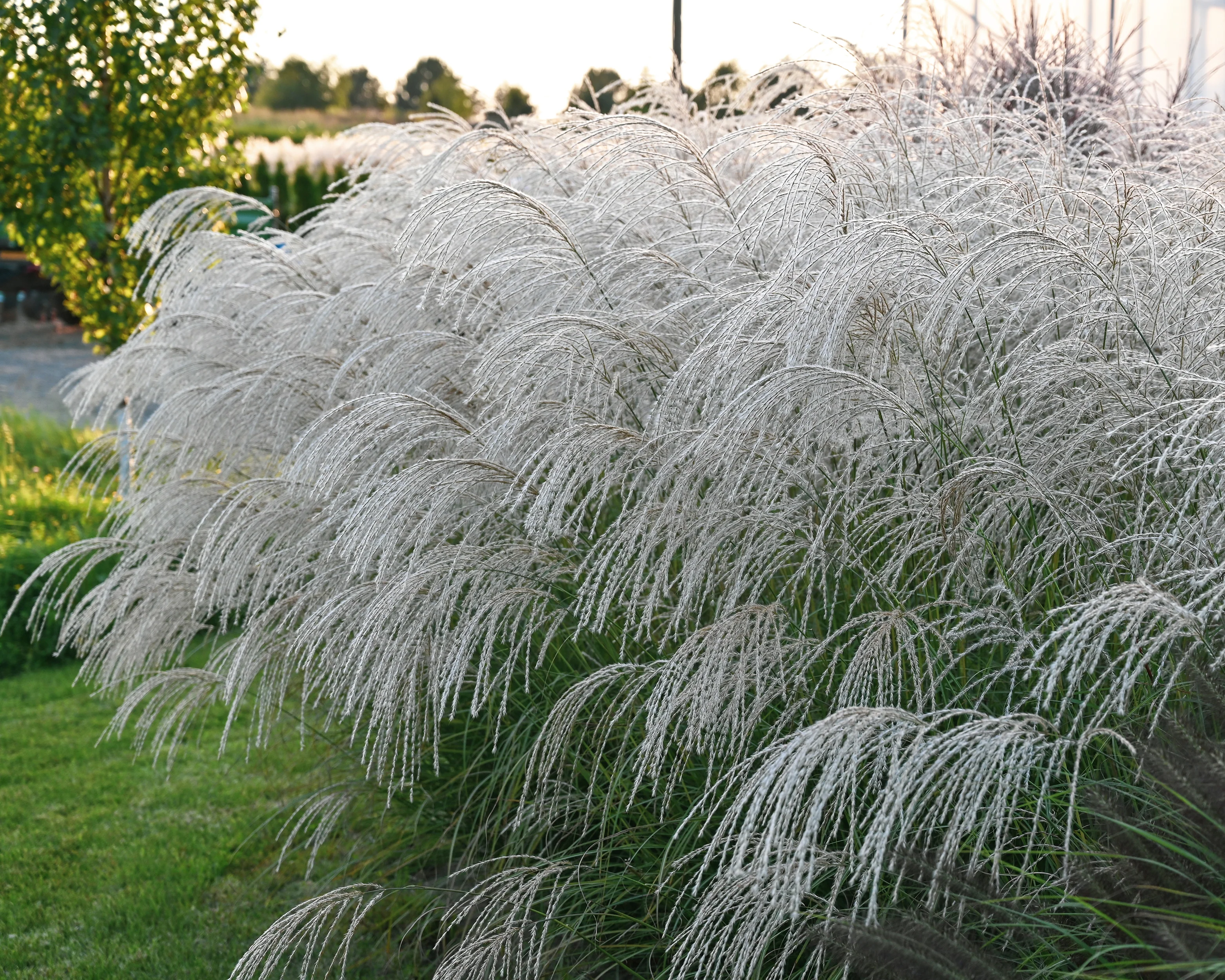 Miscanthus 'Silver Charm' - Image 24