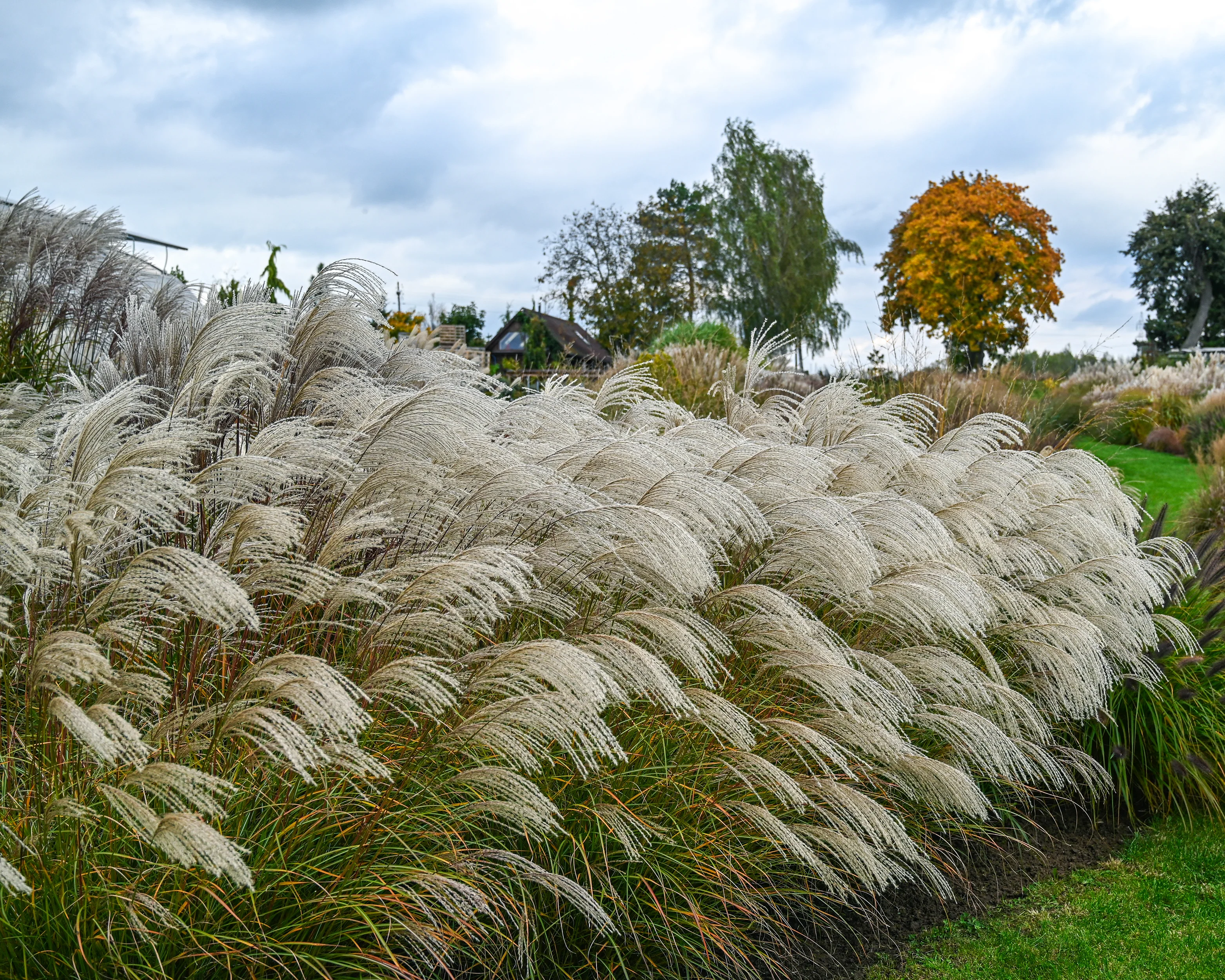Miscanthus 'Silver Charm' - Image 26