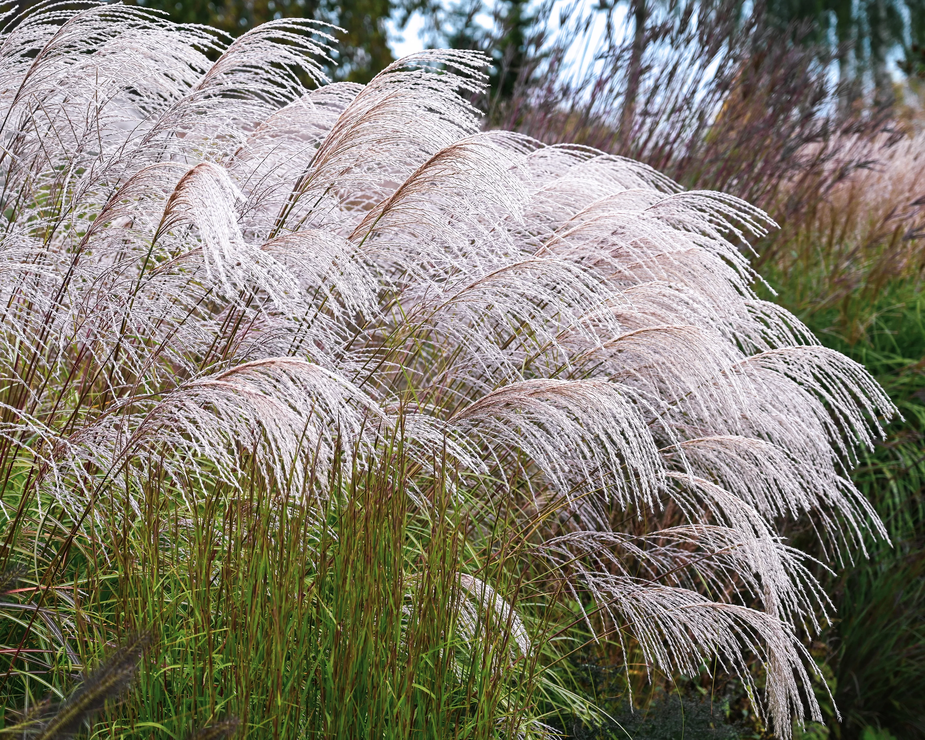 Miscanthus 'Silver Charm' - Image 6