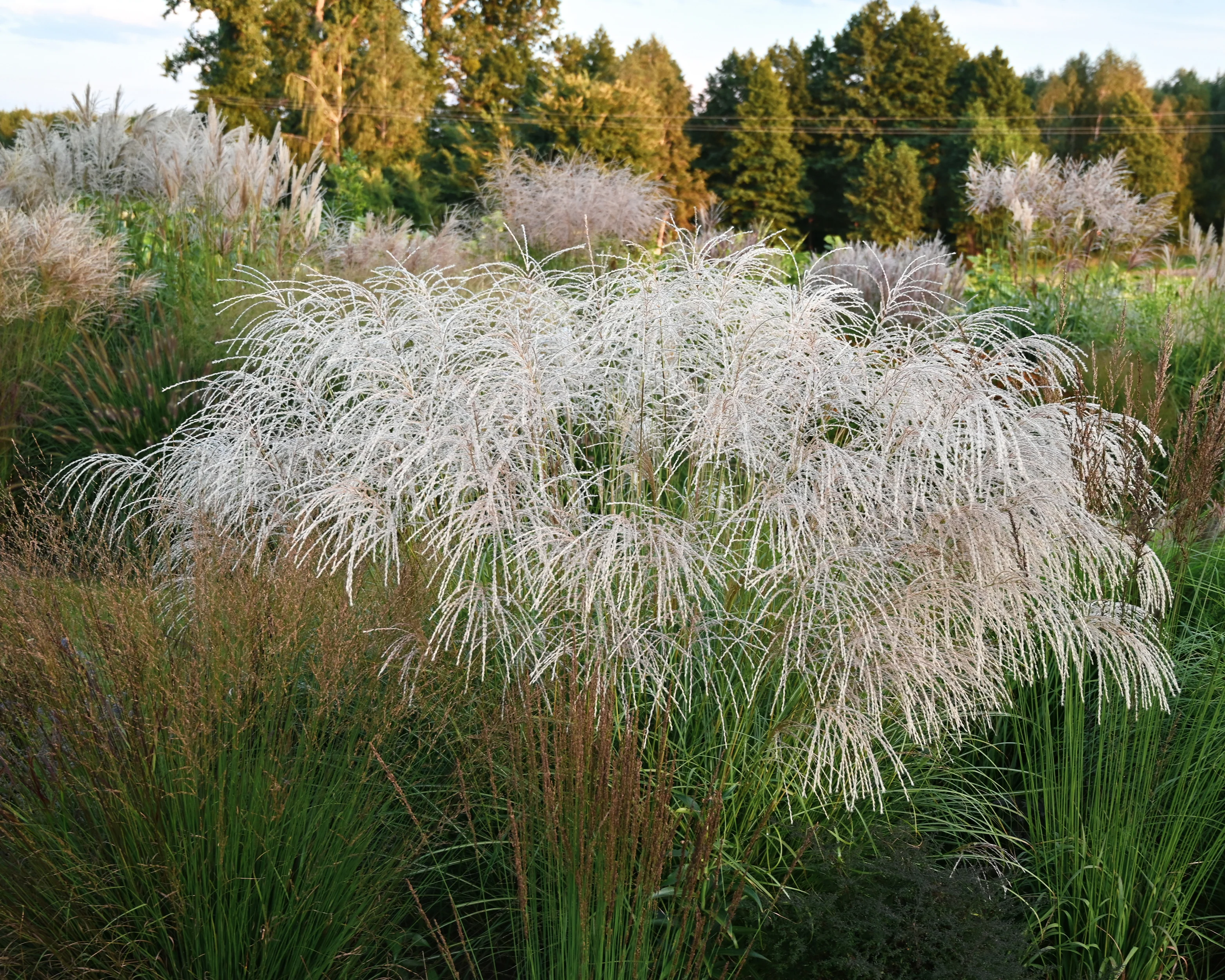 Miscanthus 'Silver Charm' - Image 9