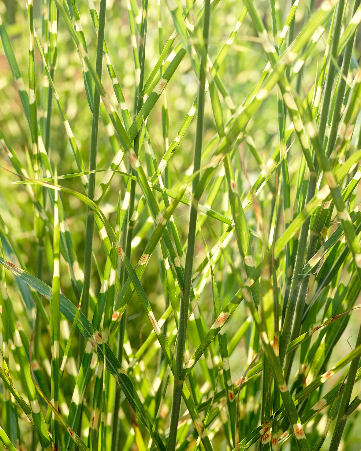 Miscanthus 'Strictus' - Image 8