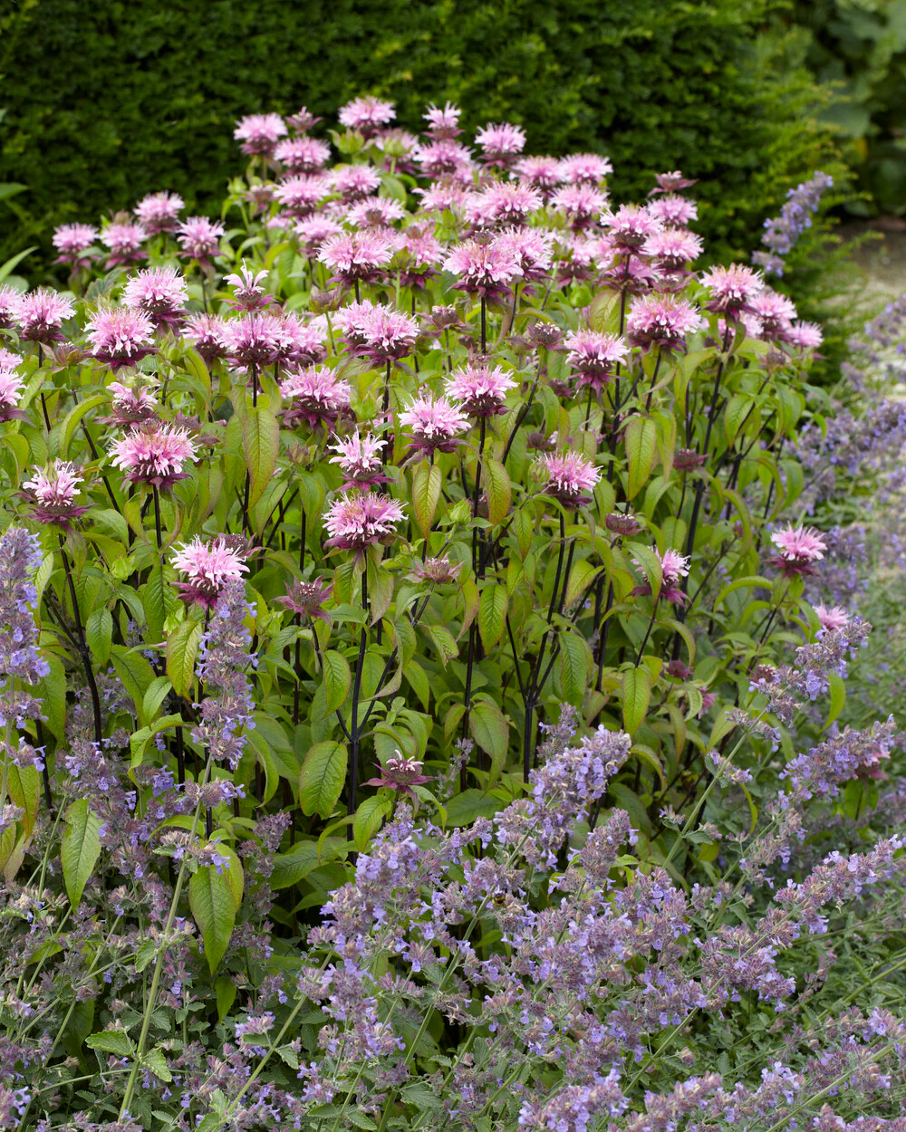 Monarda 'Beauty of Cobham' - Image 5