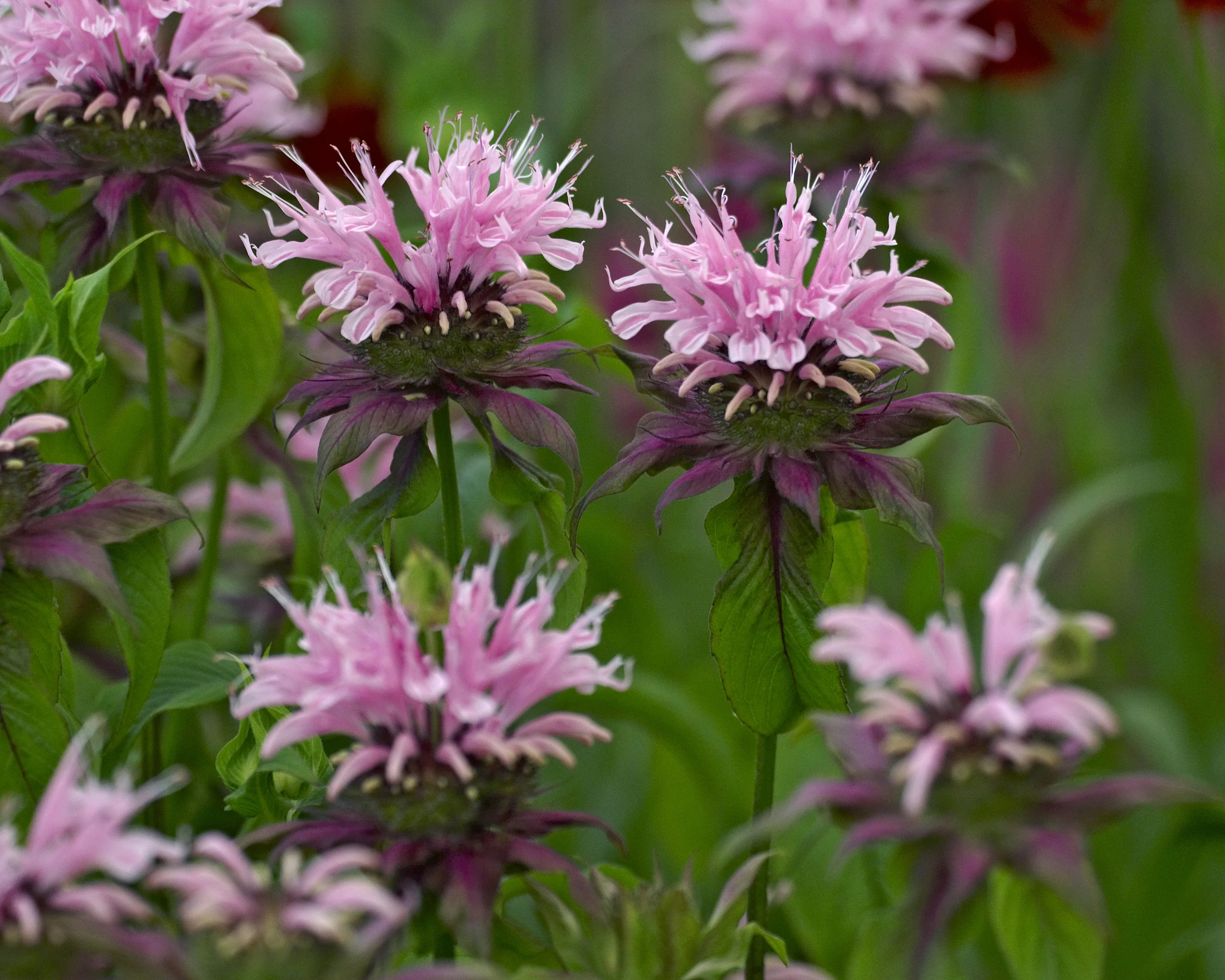 Monarda 'Beauty of Cobham' - Image 6