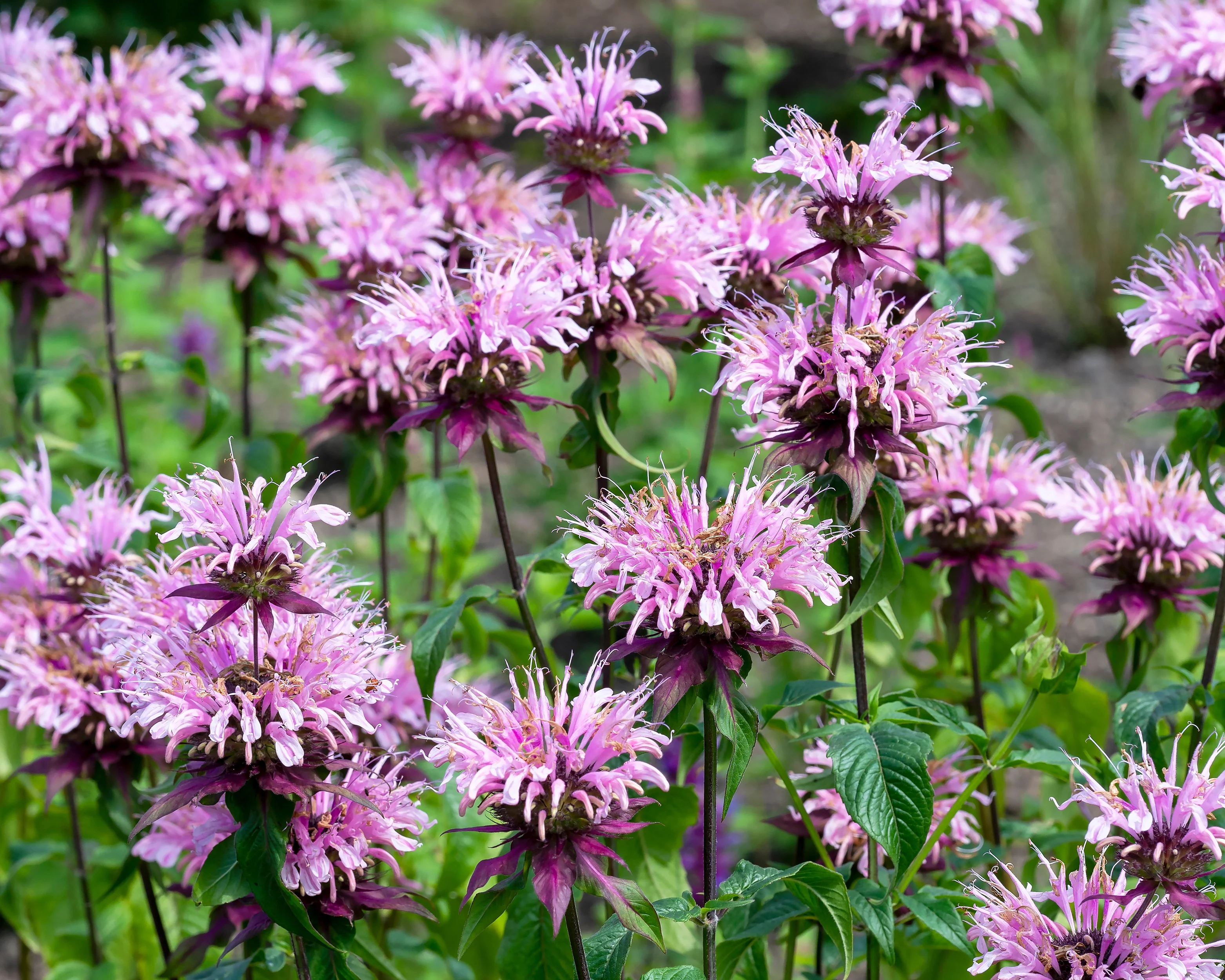 Monarda 'Beauty of Cobham' - Image 7