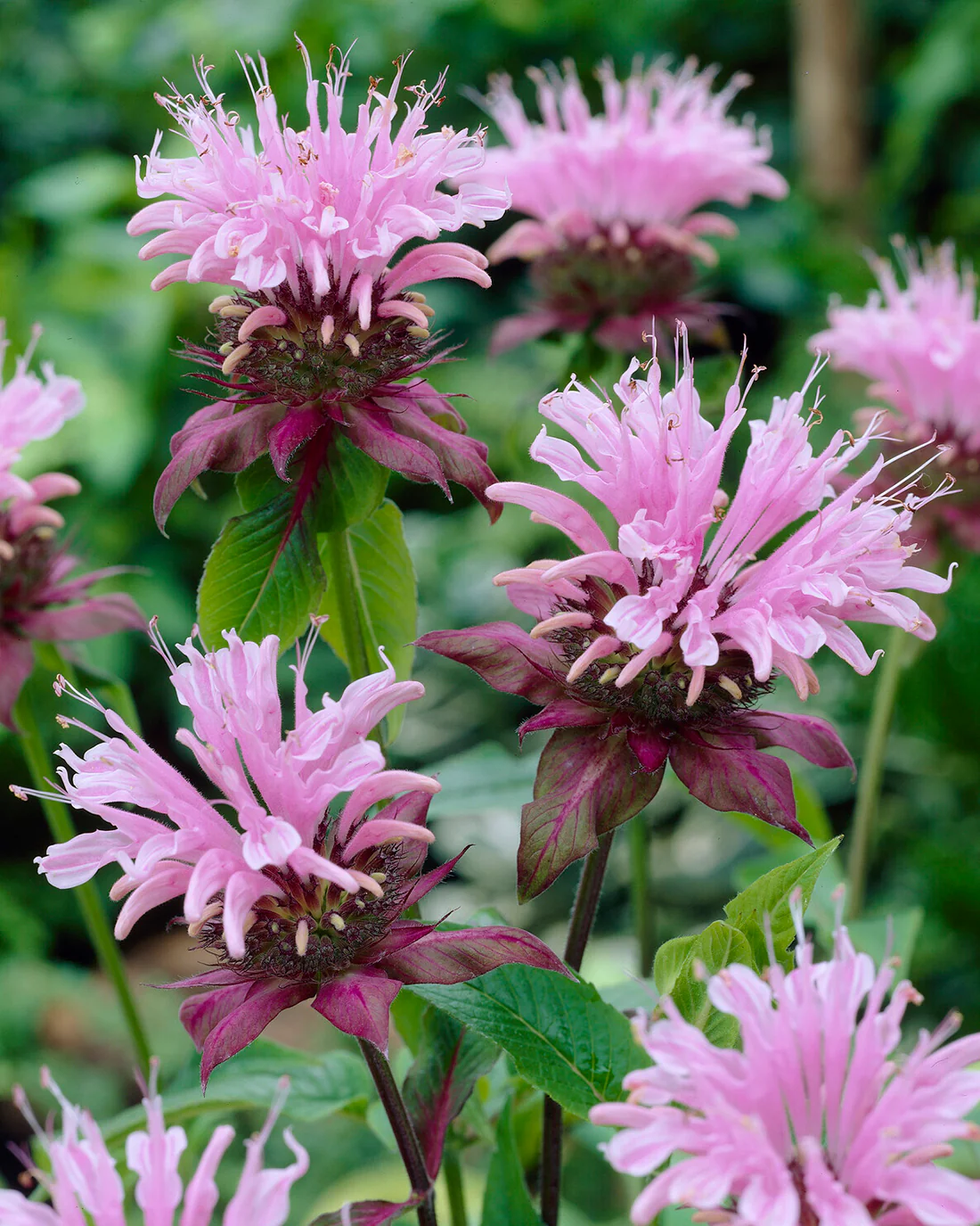 Monarda 'Beauty of Cobham' - Image 9