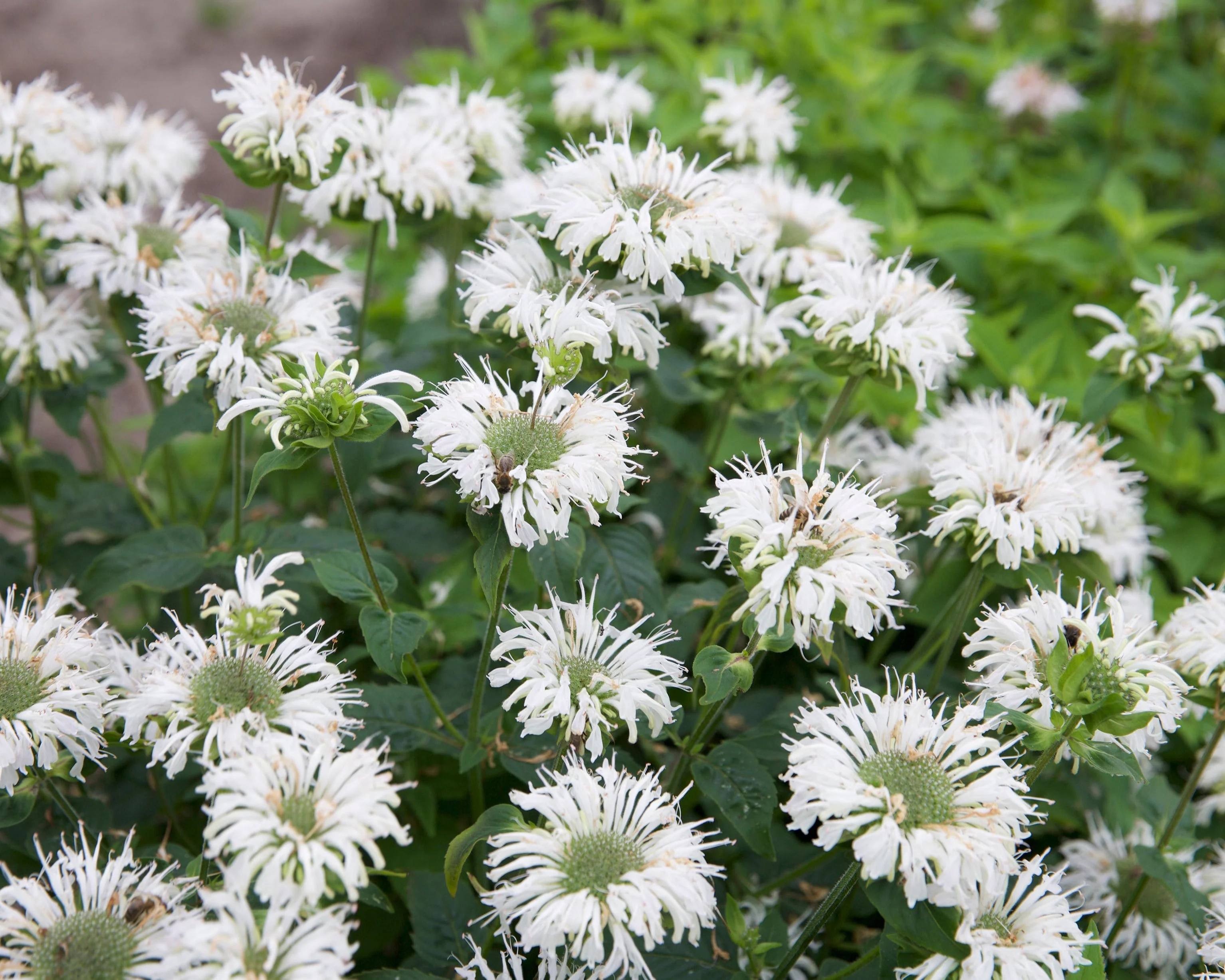 Monarda 'Bee-Bright' - Image 2