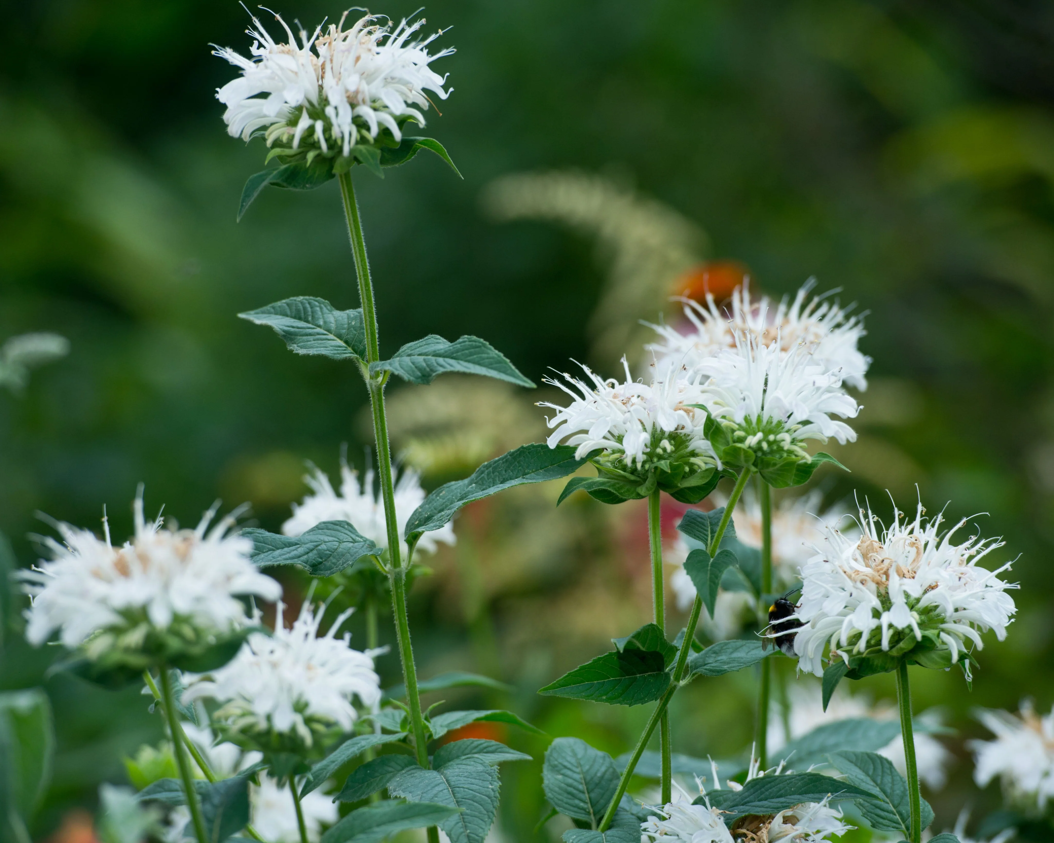 Monarda 'Bee-Bright' - Image 3