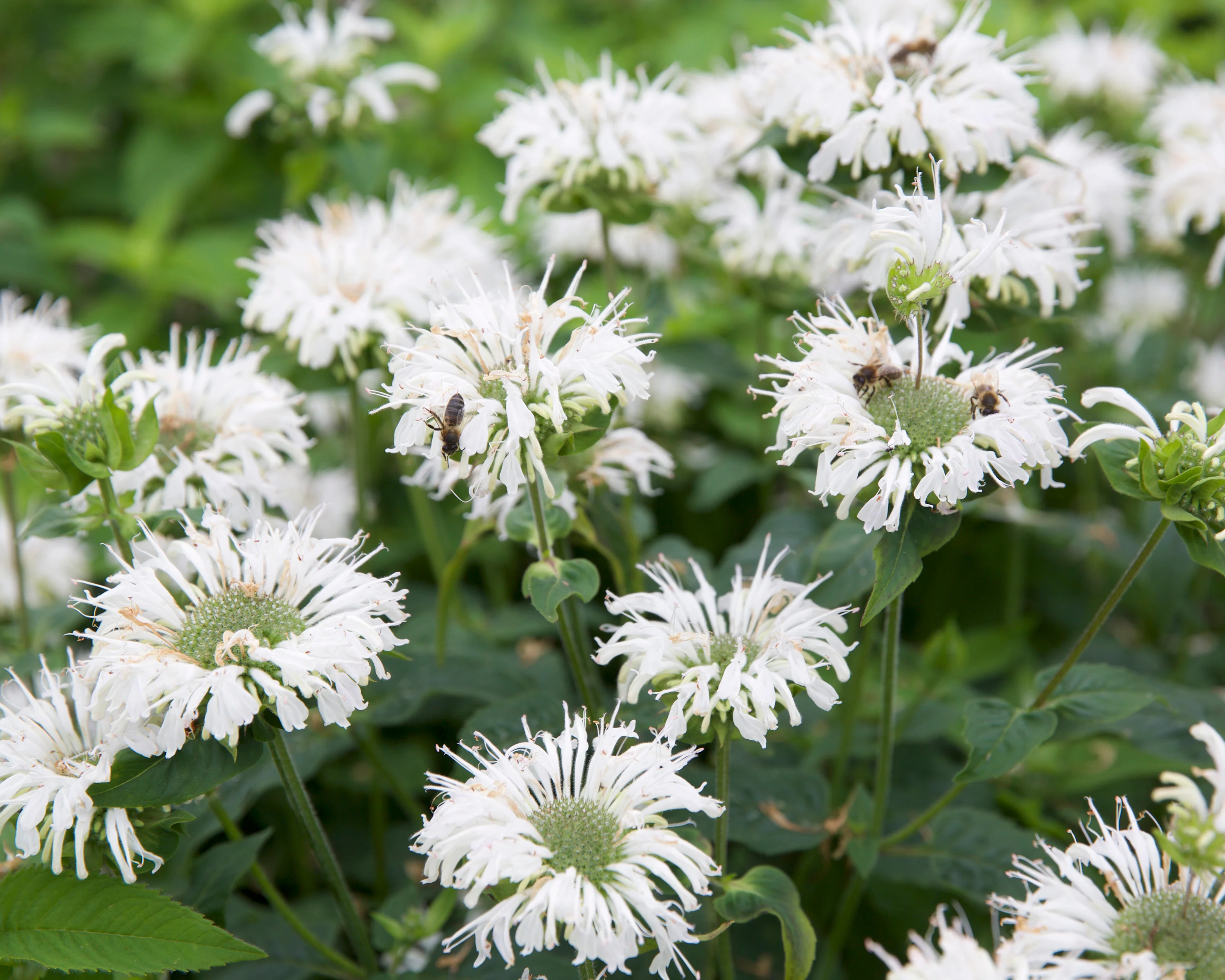 Monarda 'Bee-Bright' - Image 4
