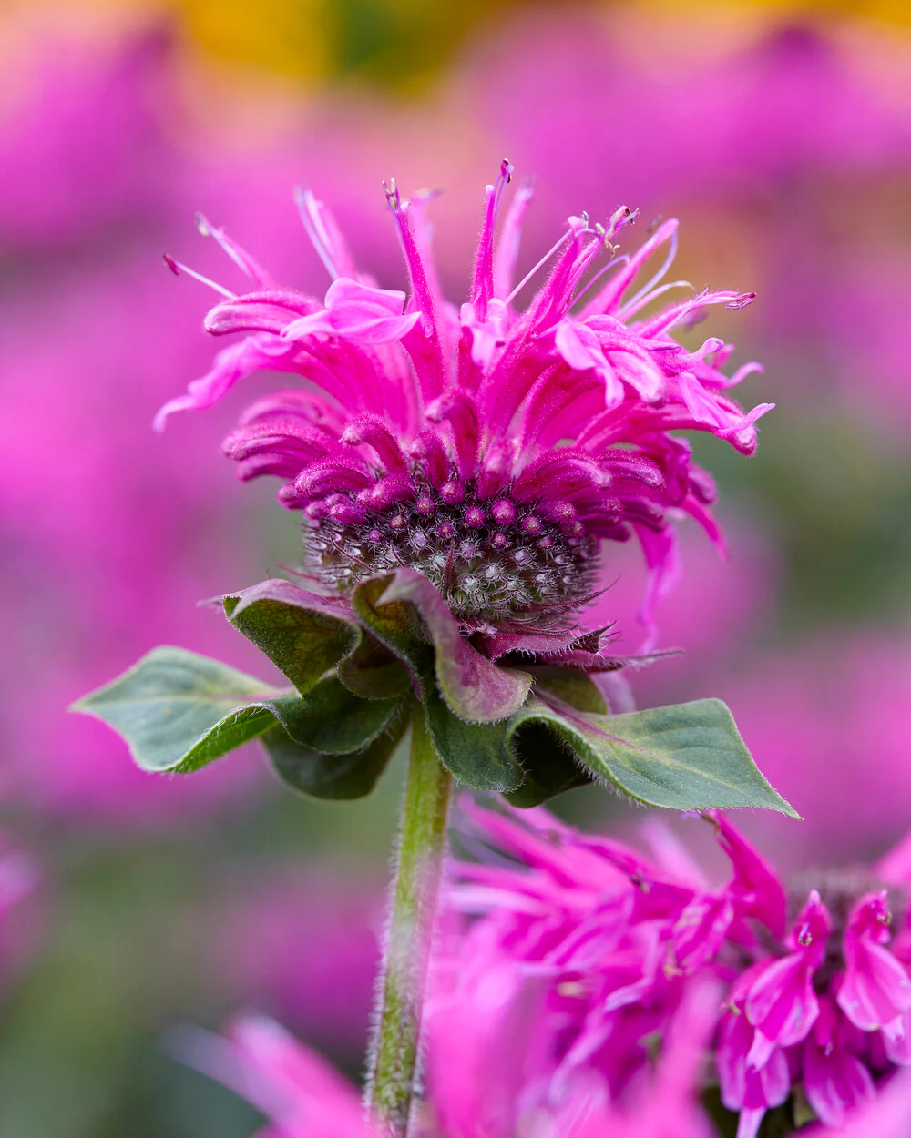 Monarda 'Bee-Free' - Image 5