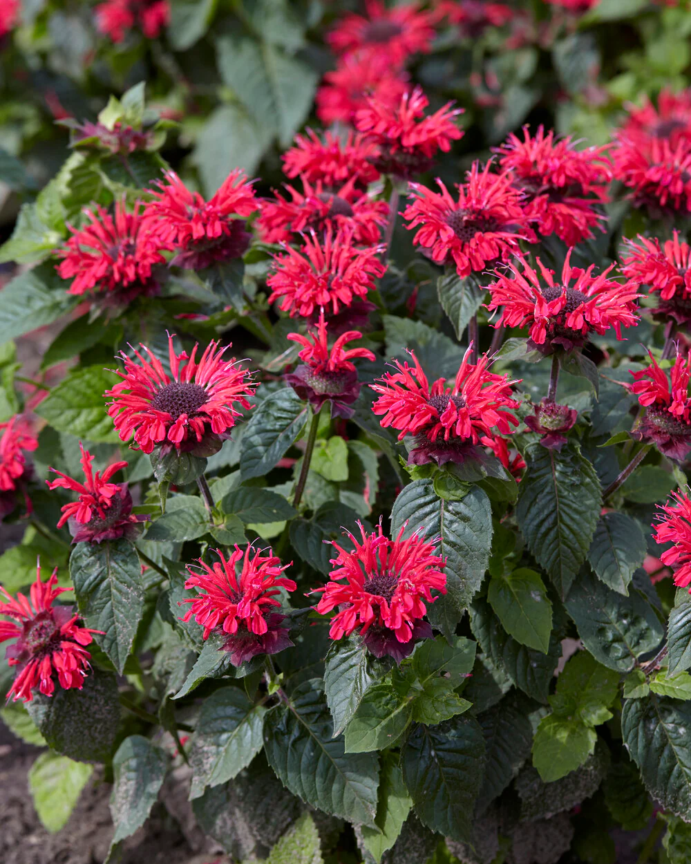 Monarda 'Bee-Happy' - Image 7