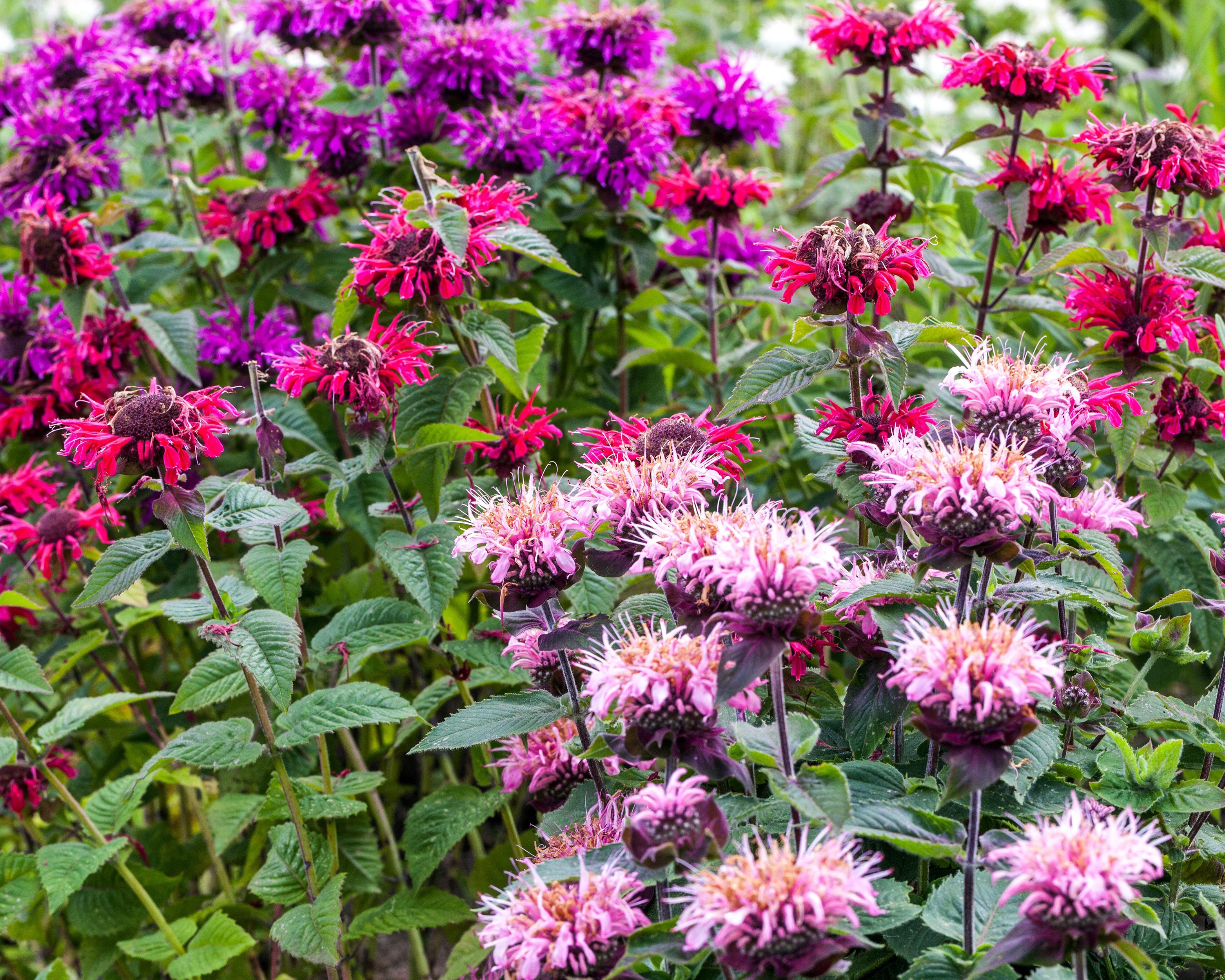 Monarda 'Bee-Lieve' - Image 4