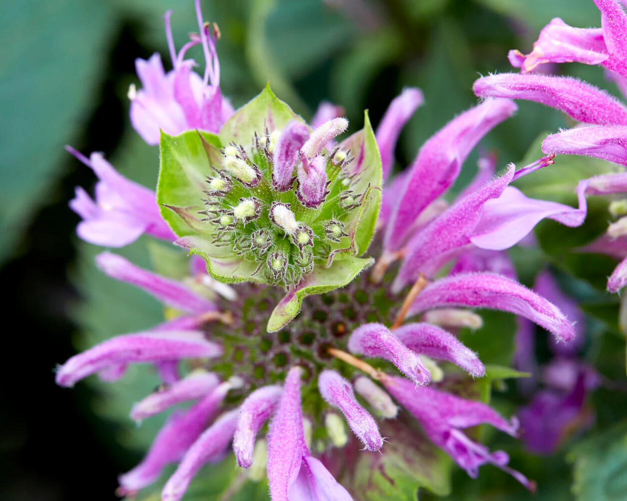 Monarda 'Bee-Lieve' - Image 6