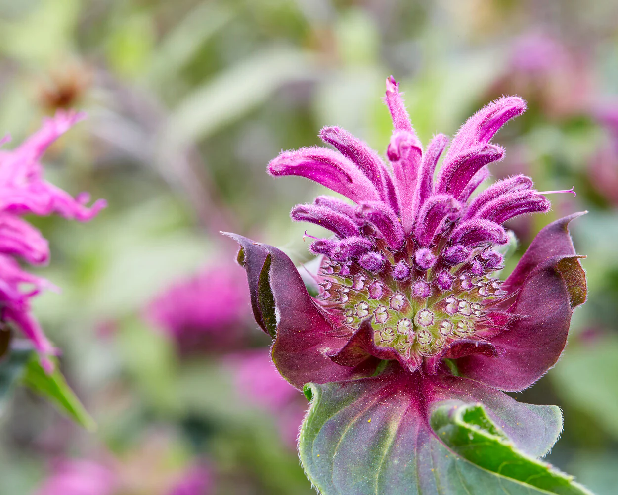 Monarda 'Bee-Pure' - Image 6