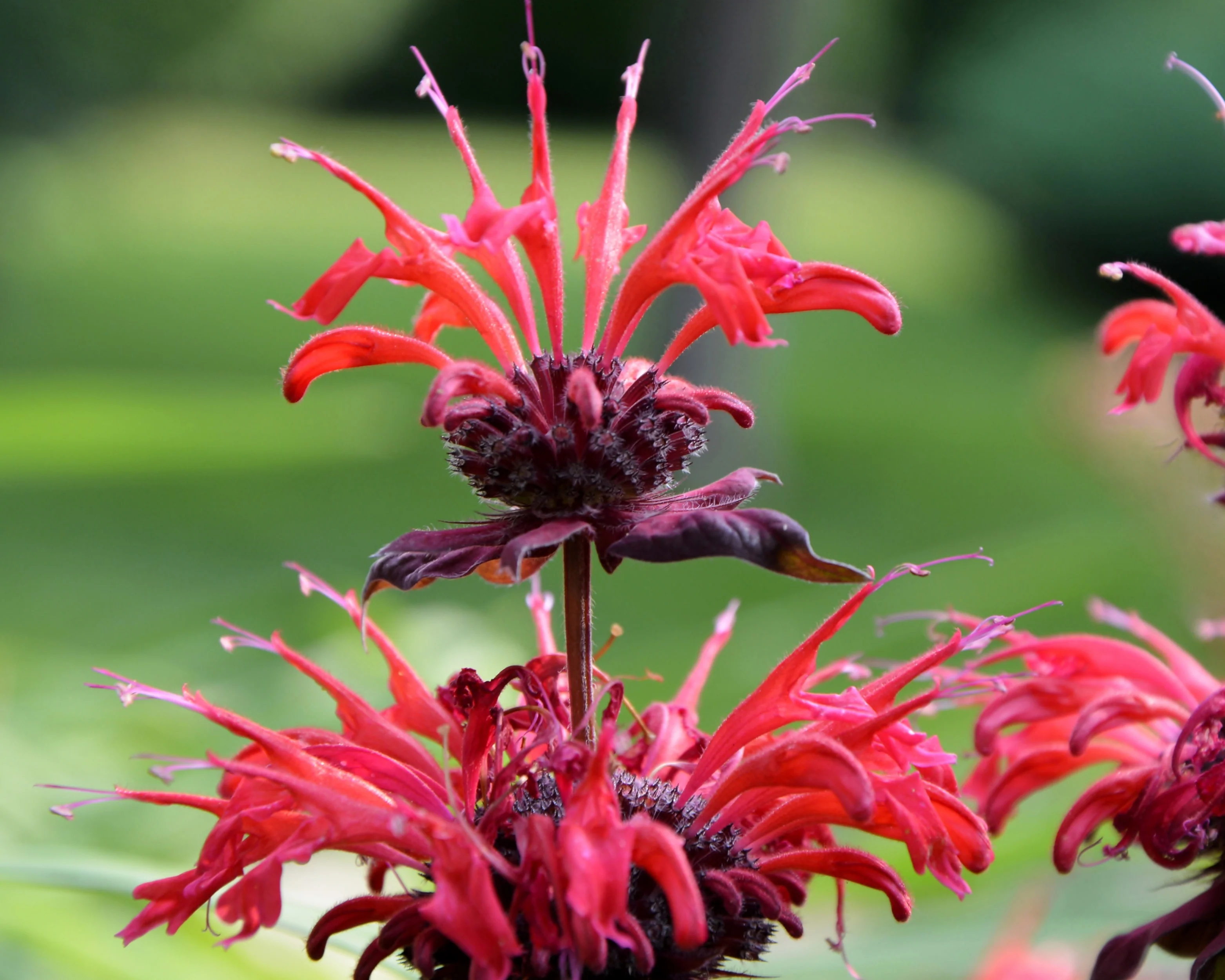 Monarda 'Fireball' - Image 2