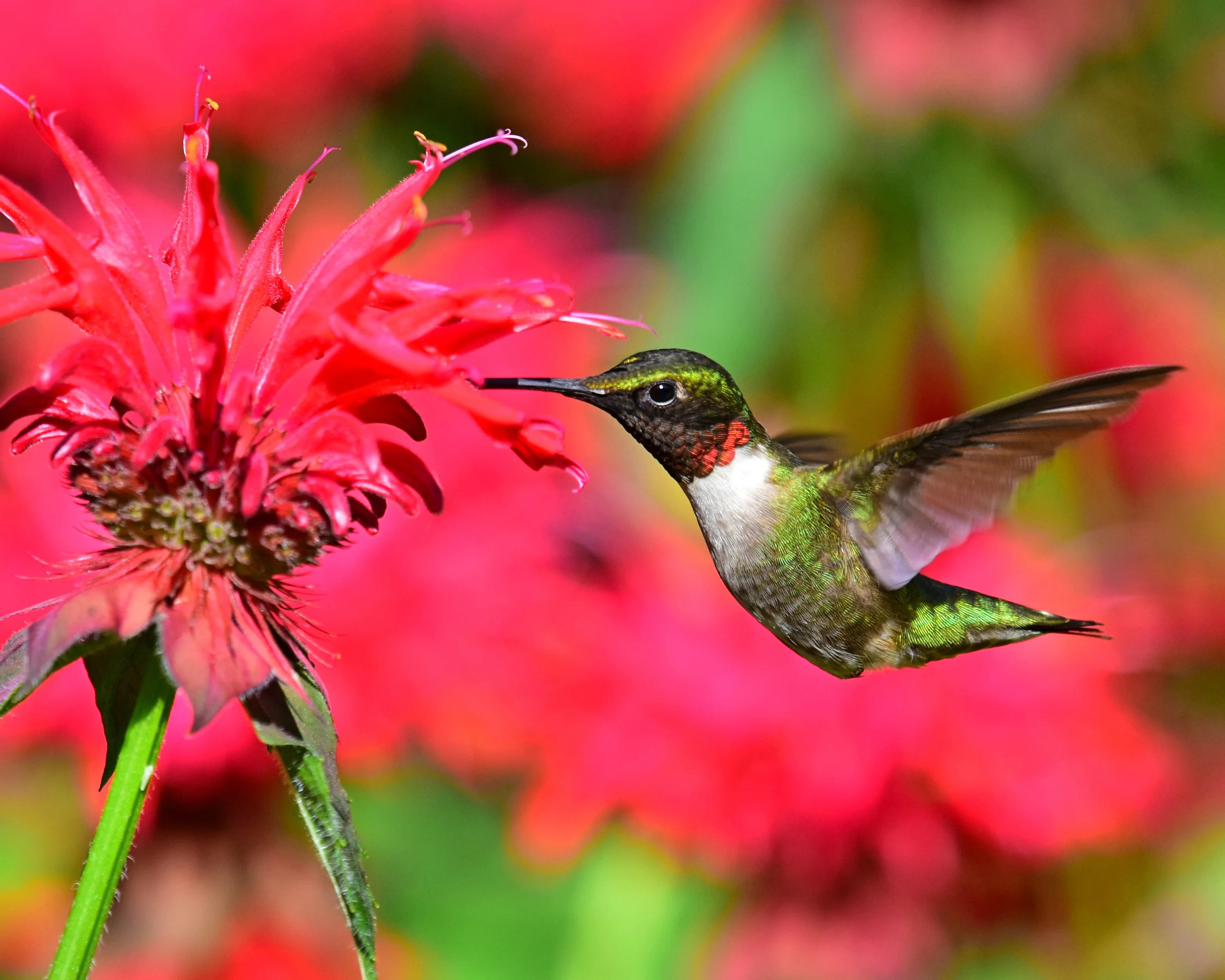 Monarda 'Fireball' - Image 4