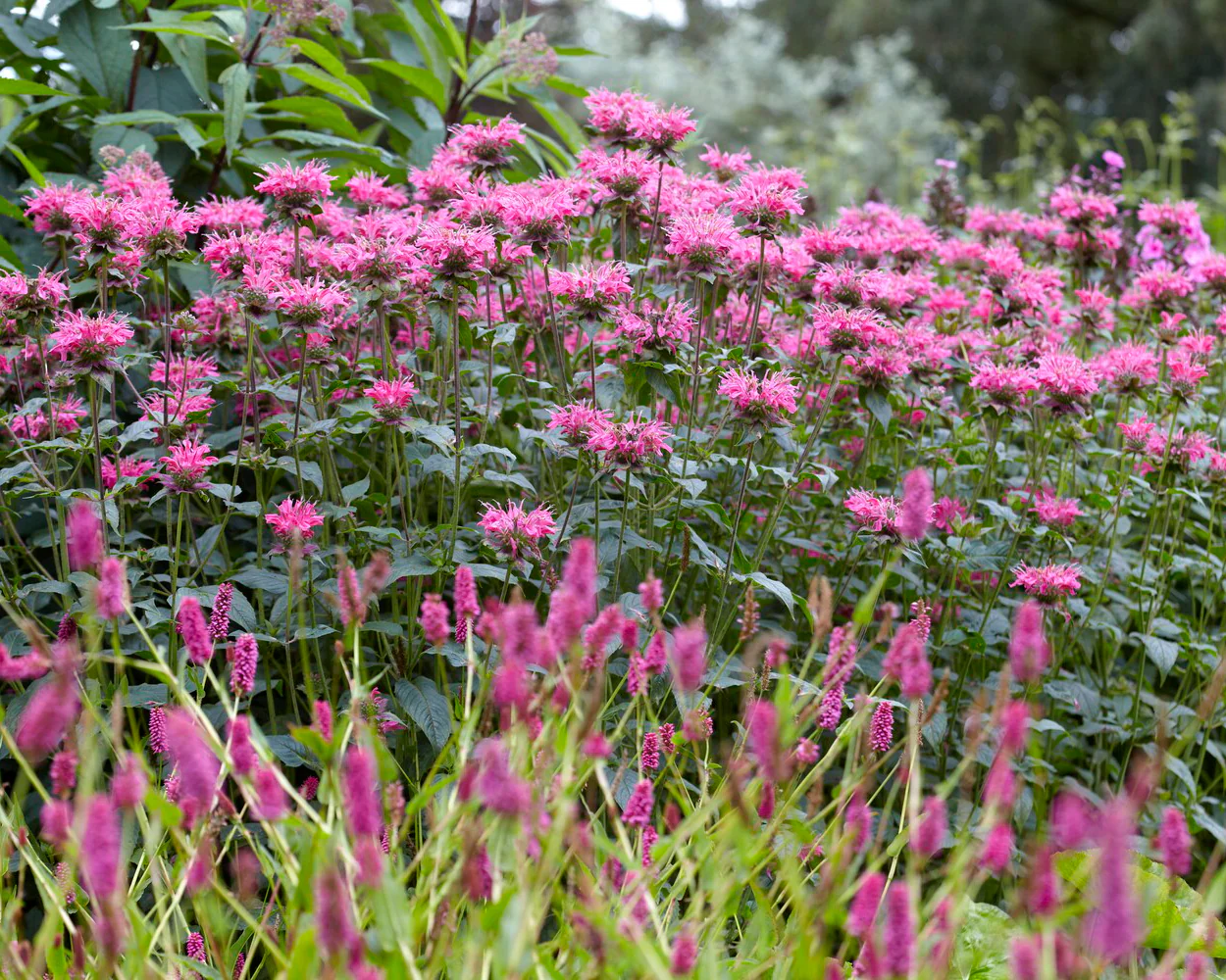 Monarda 'Marshall's Delight' - Image 2