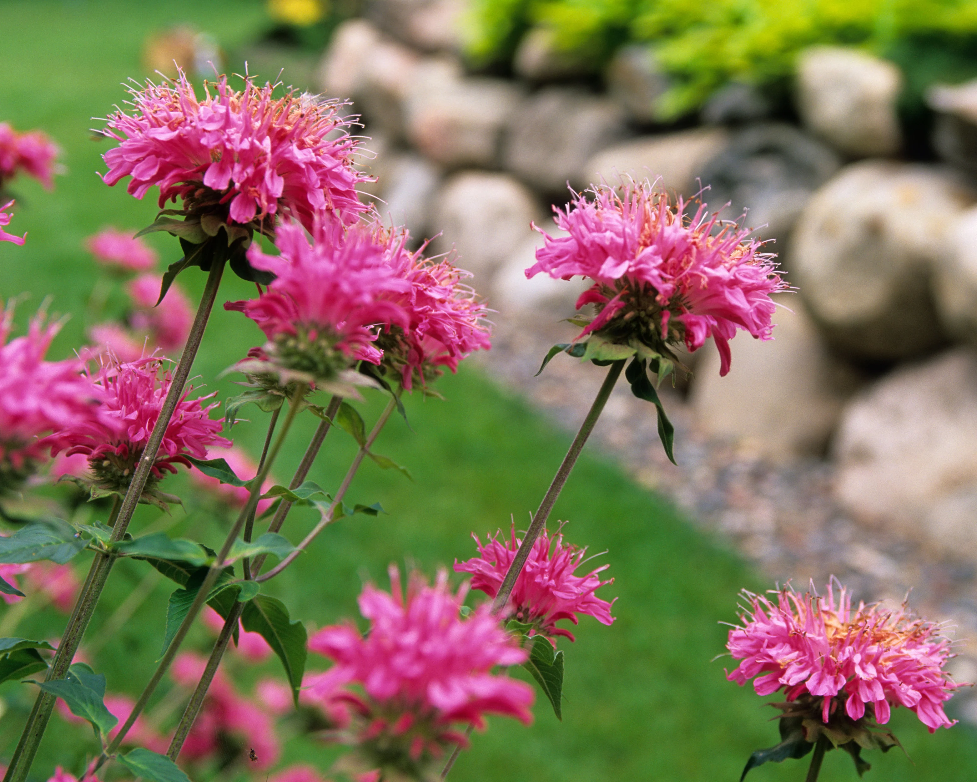 Monarda 'Marshall's Delight' - Image 3