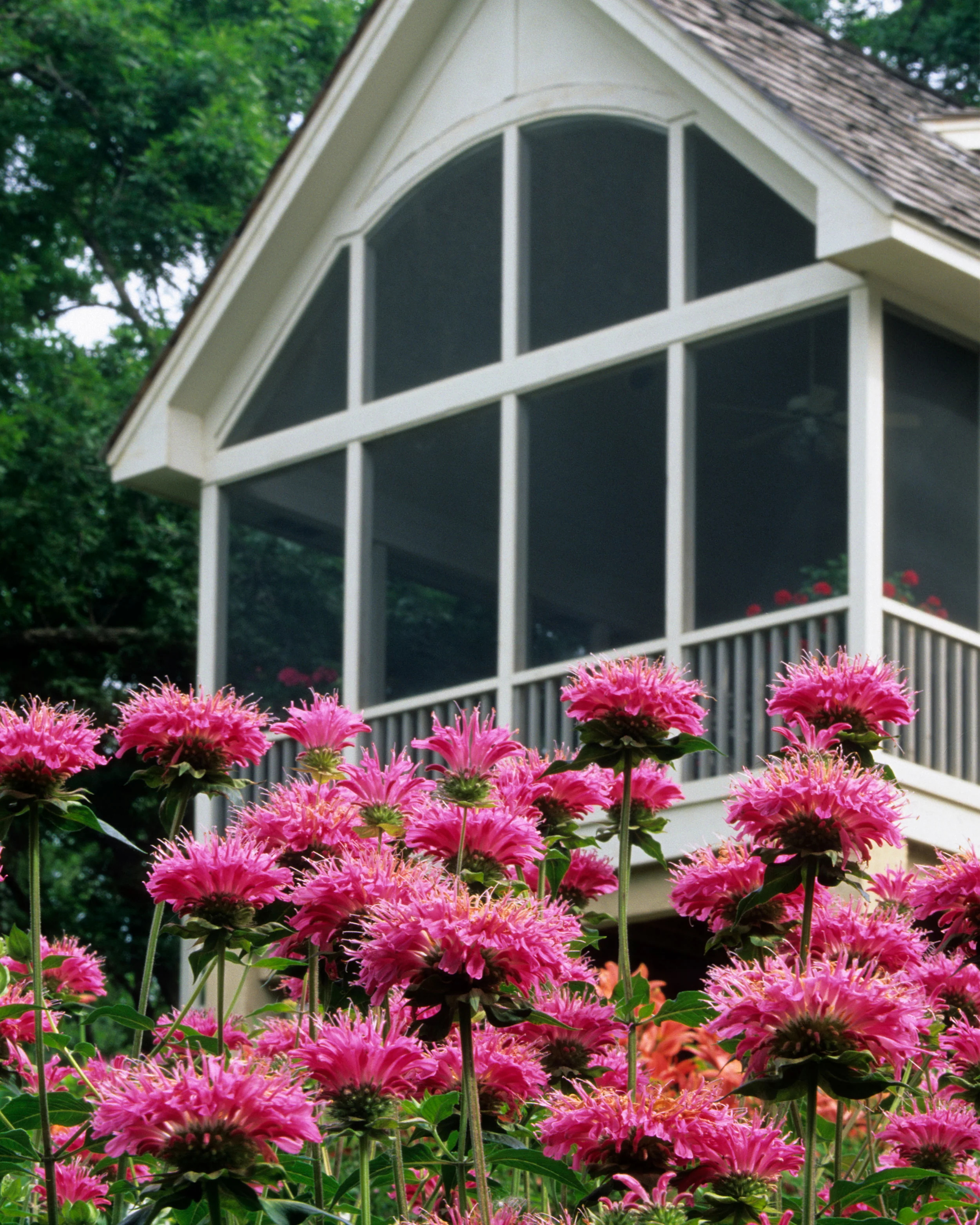 Monarda 'Marshall's Delight' - Image 4