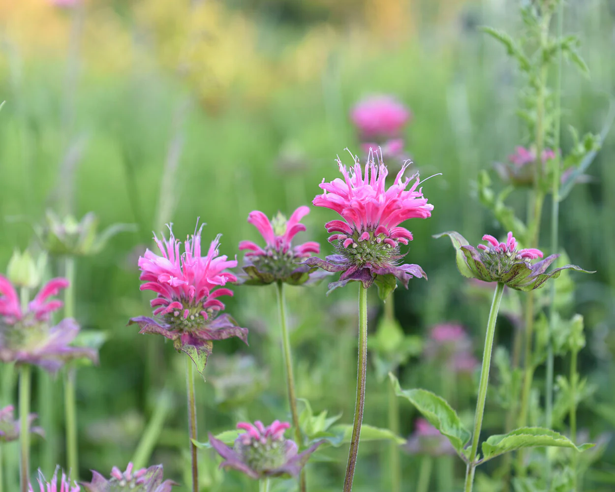 Monarda 'Marshall's Delight' - Image 5