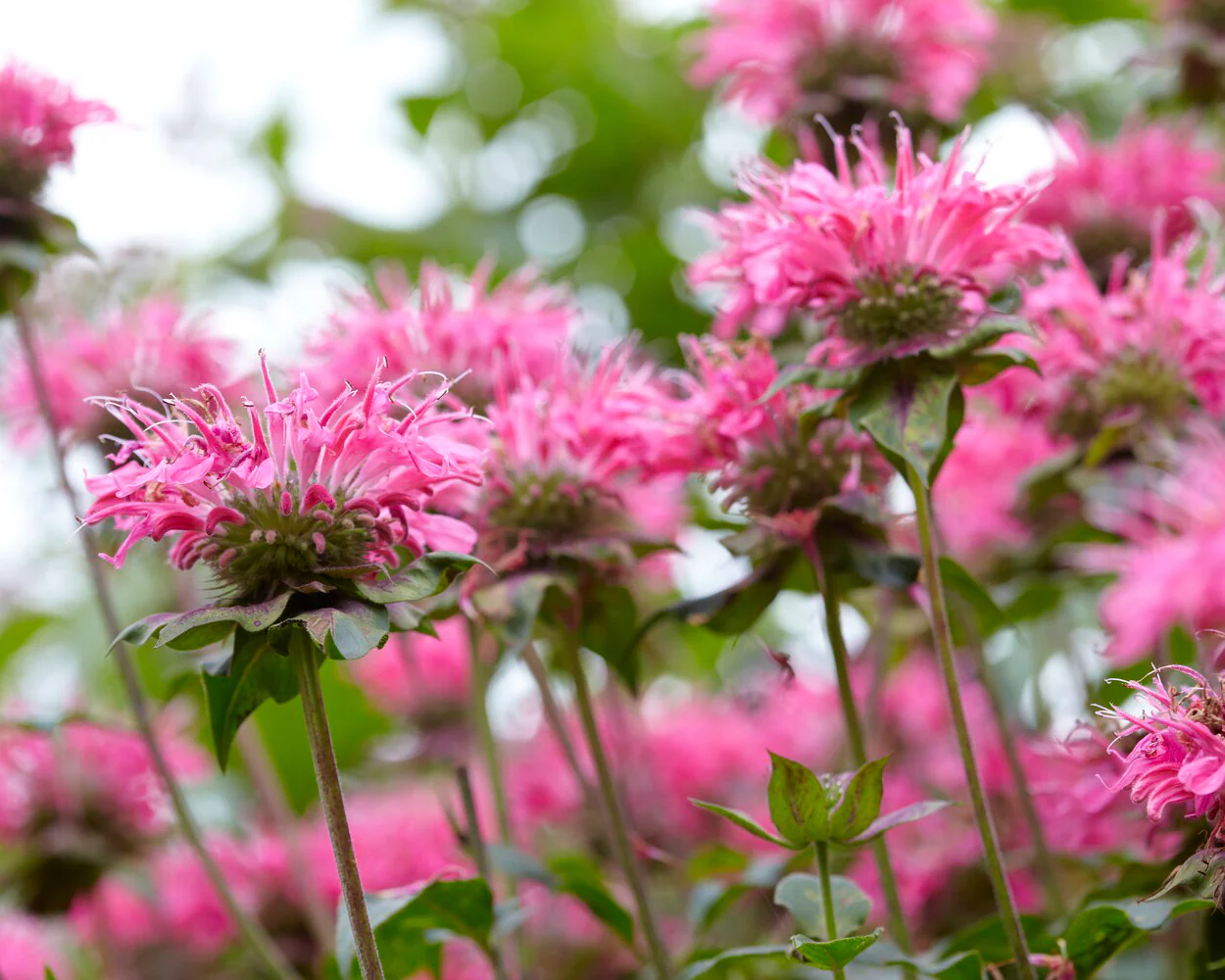 Monarda 'Marshall's Delight' - Image 6