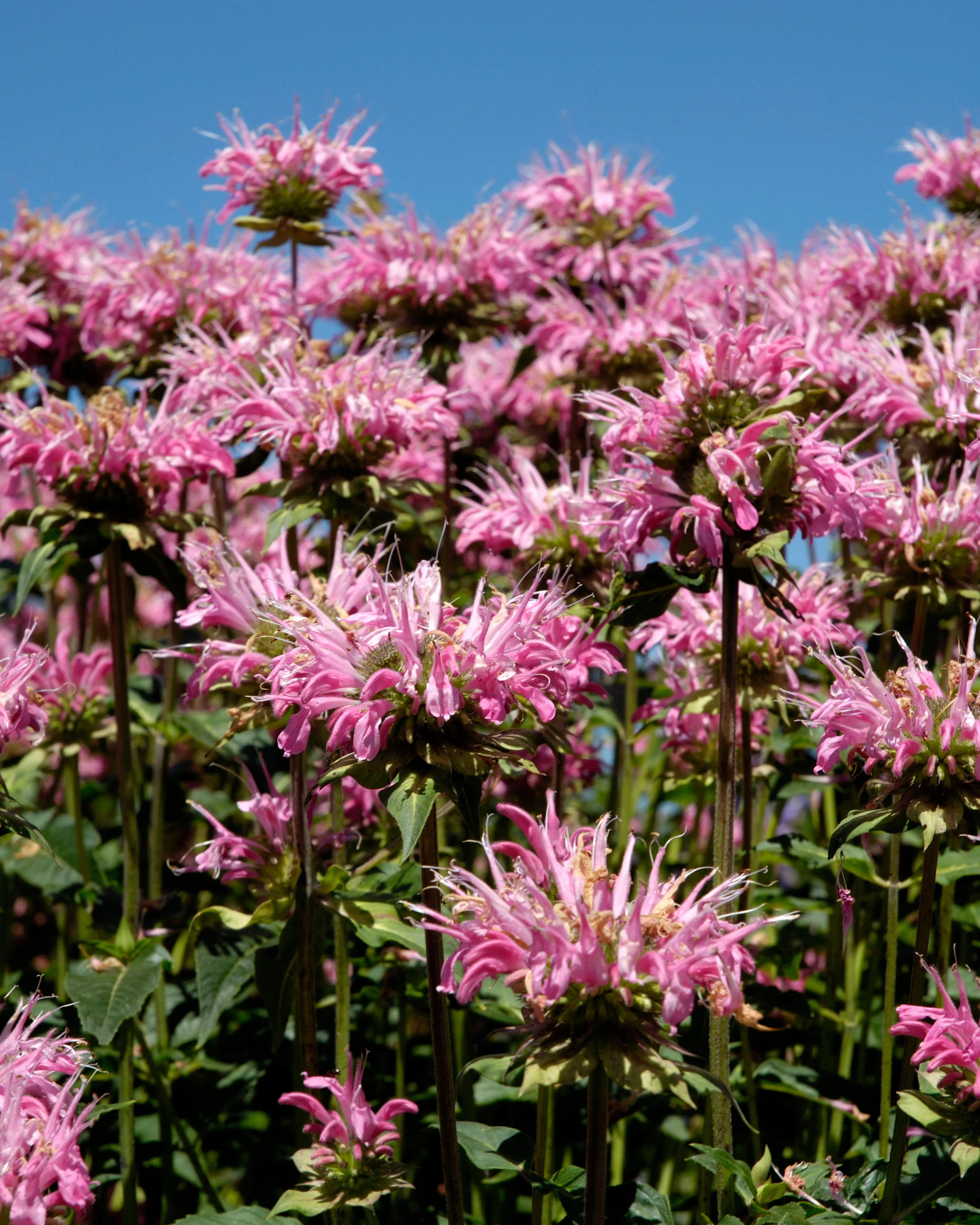 Monarda 'Marshall's Delight' - Image 7
