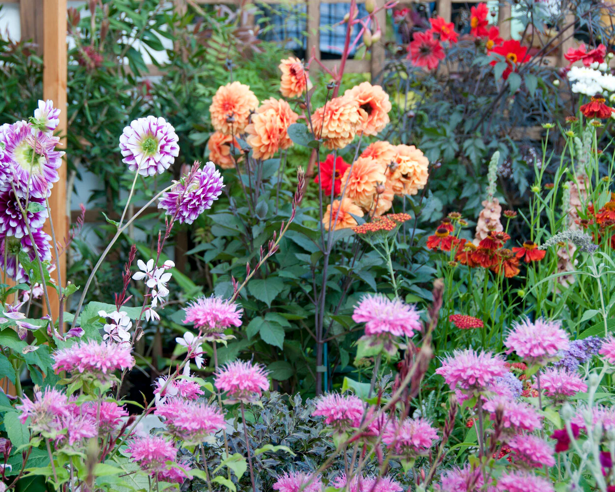 Monarda 'Marshall's Delight' - Image 8