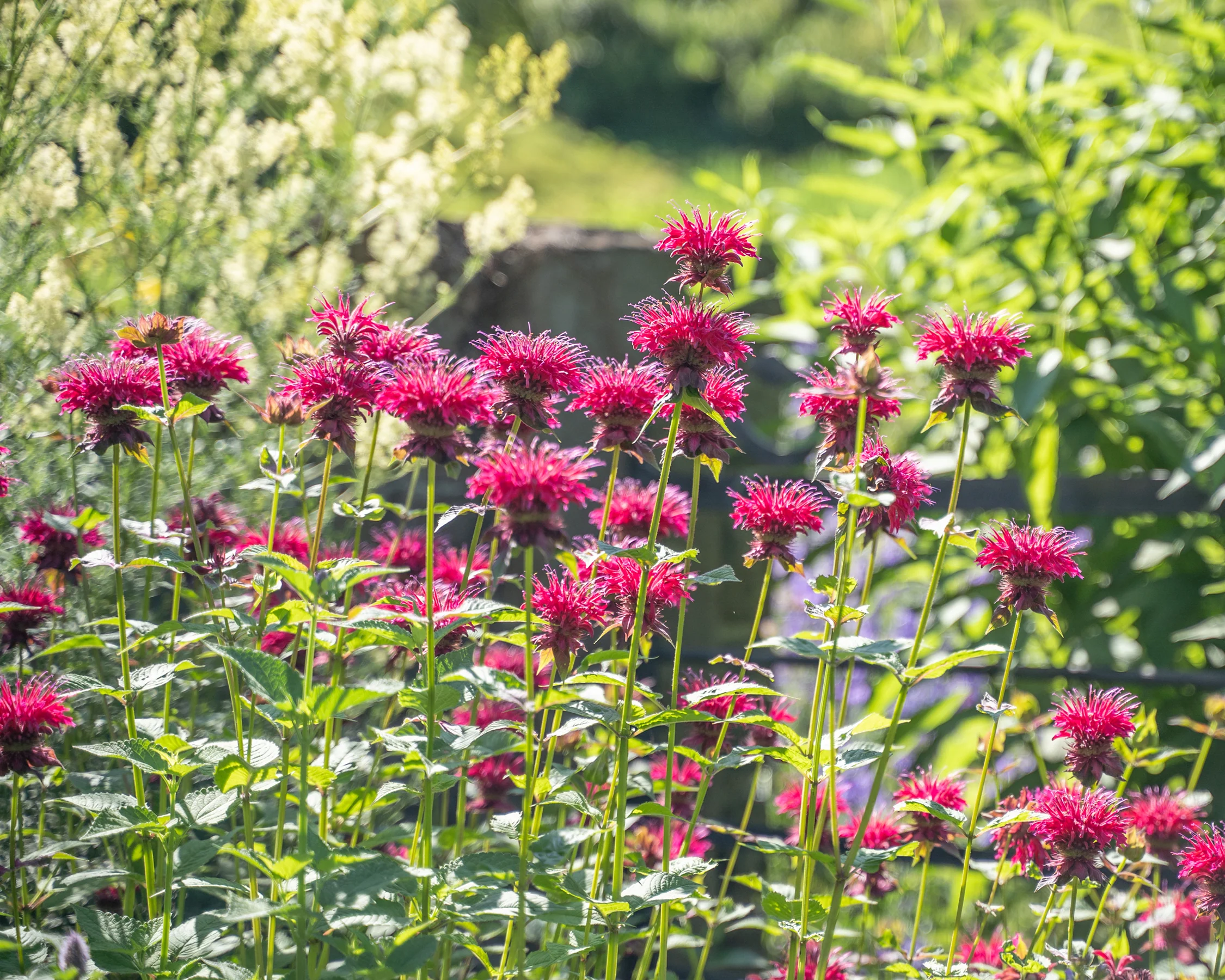 Monarda 'Pink Supreme' - Image 3
