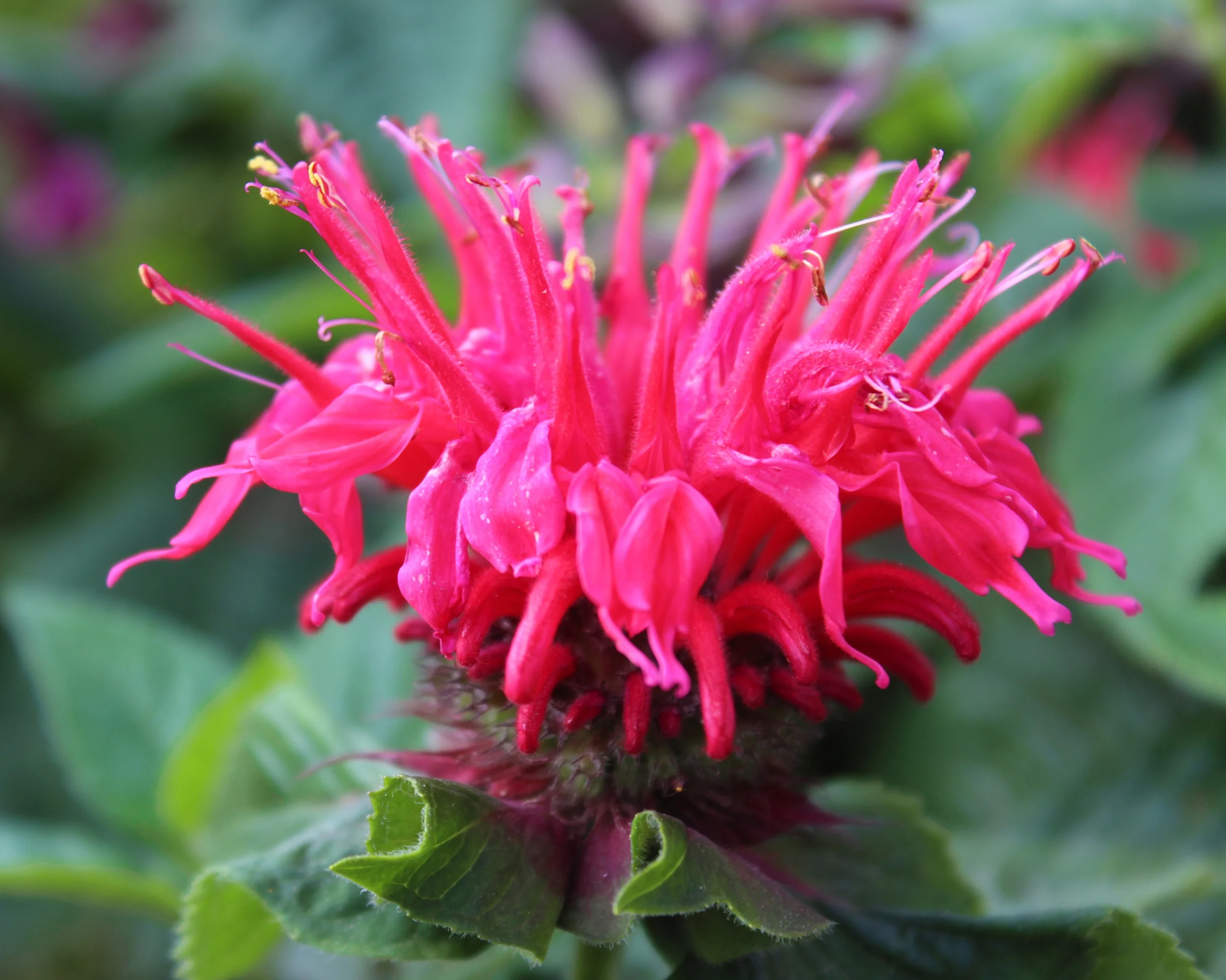 Monarda 'Pink Supreme' - Image 4