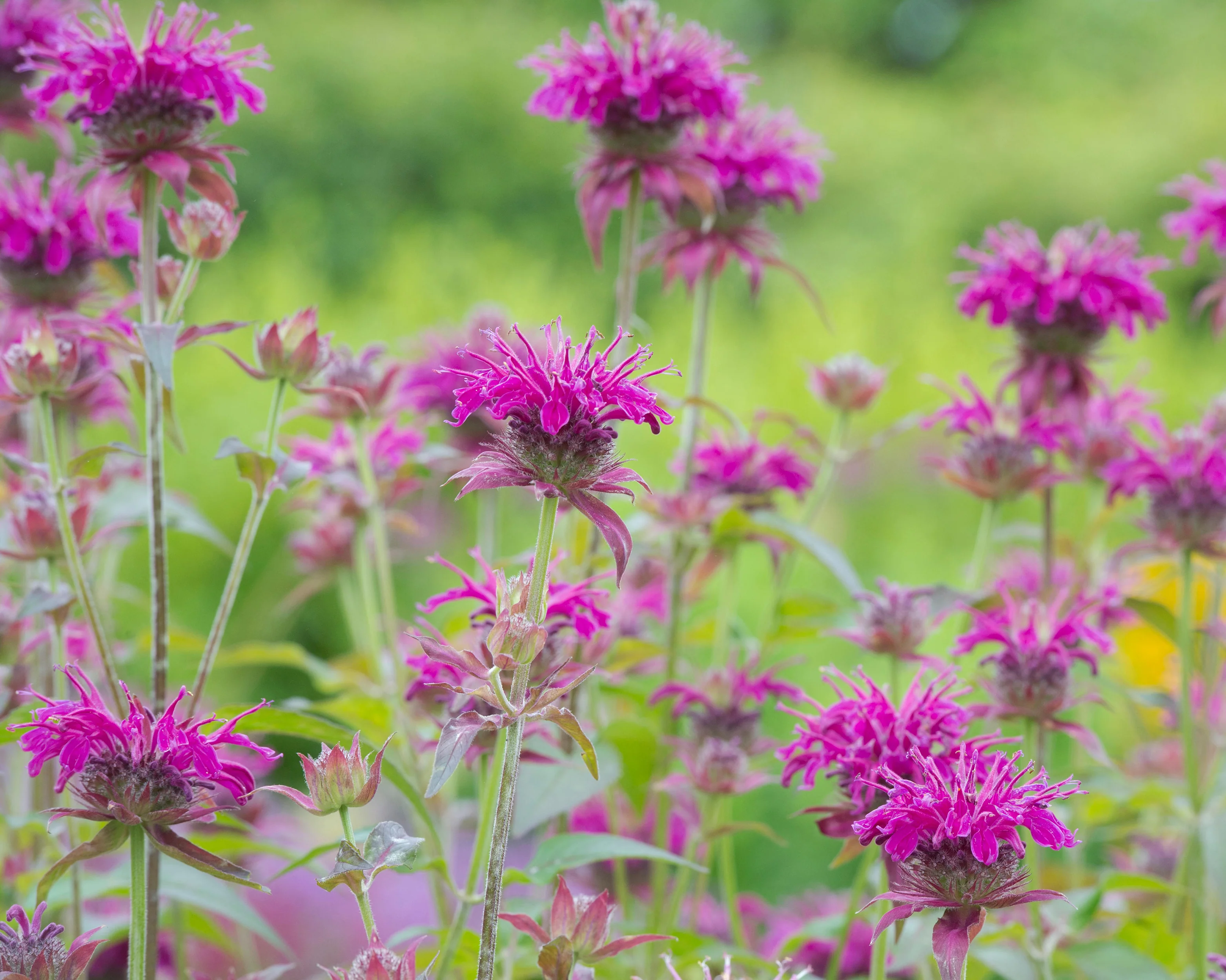 Monarda 'Prärienacht' - Image 2