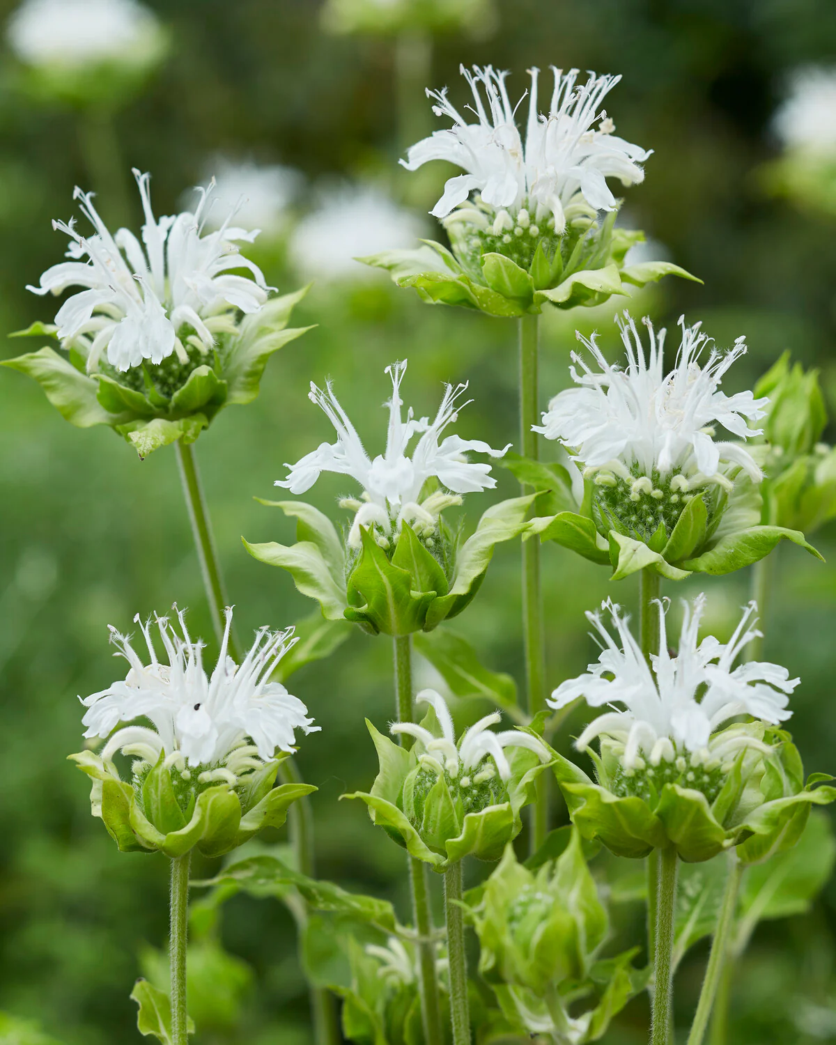 Monarda 'Schneewittchen' - Image 2