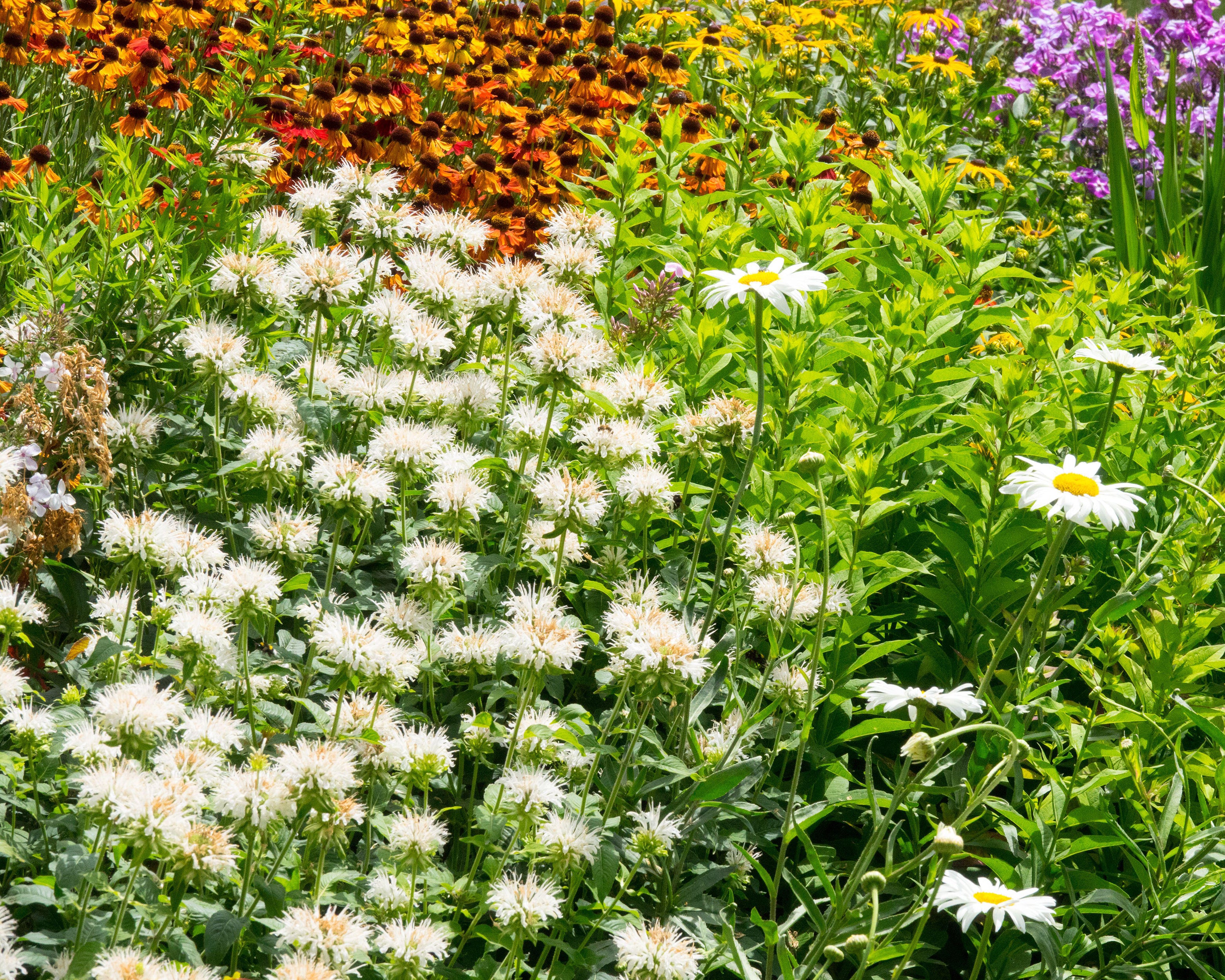 Monarda 'Schneewittchen' - Image 3